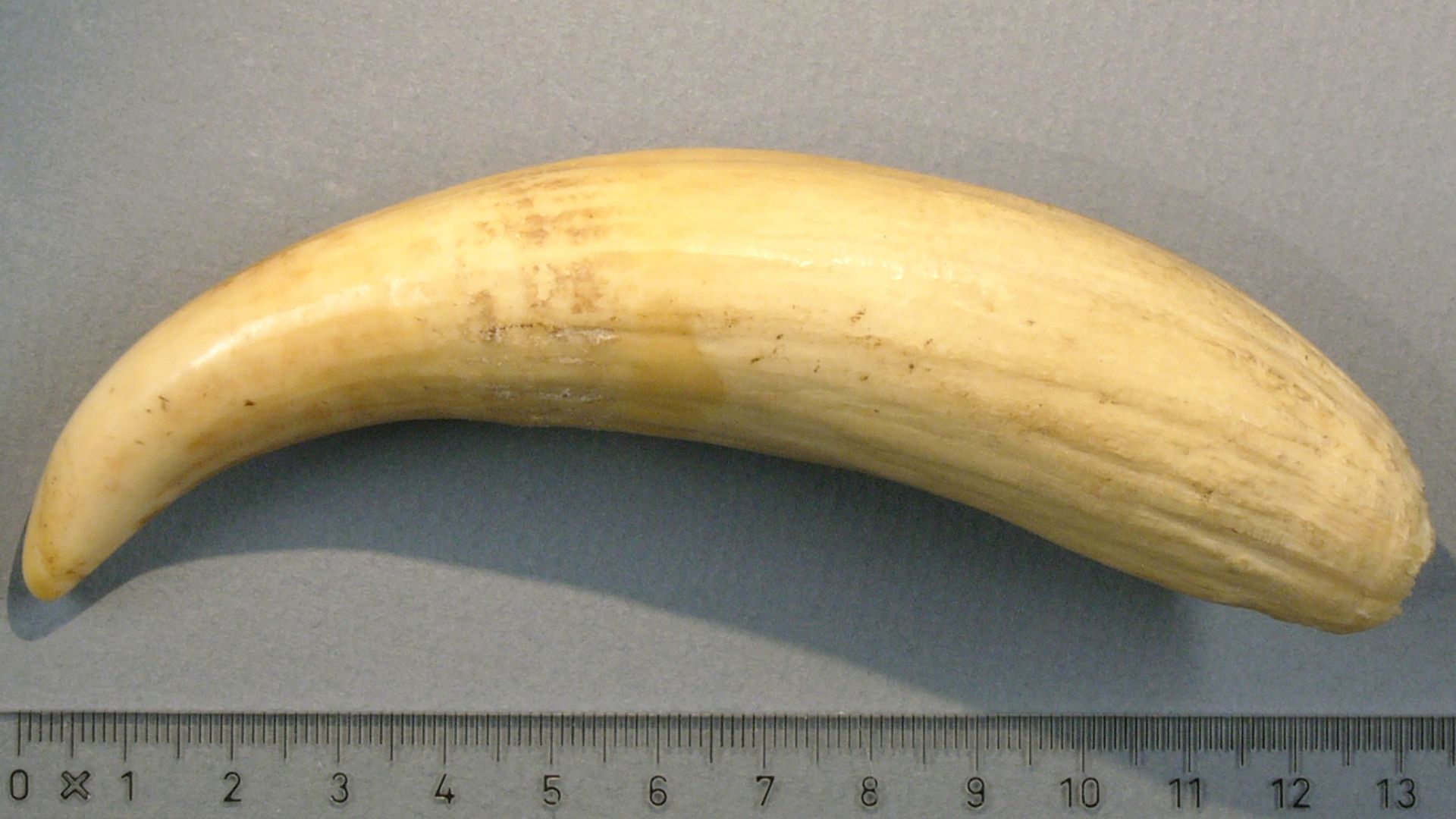 File:Sperm-whale-tooth hg.jpg