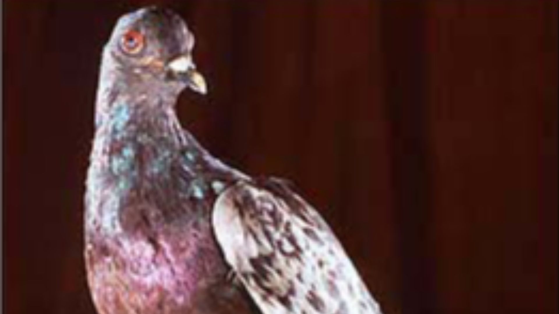 File:Cher Ami cropped.jpg