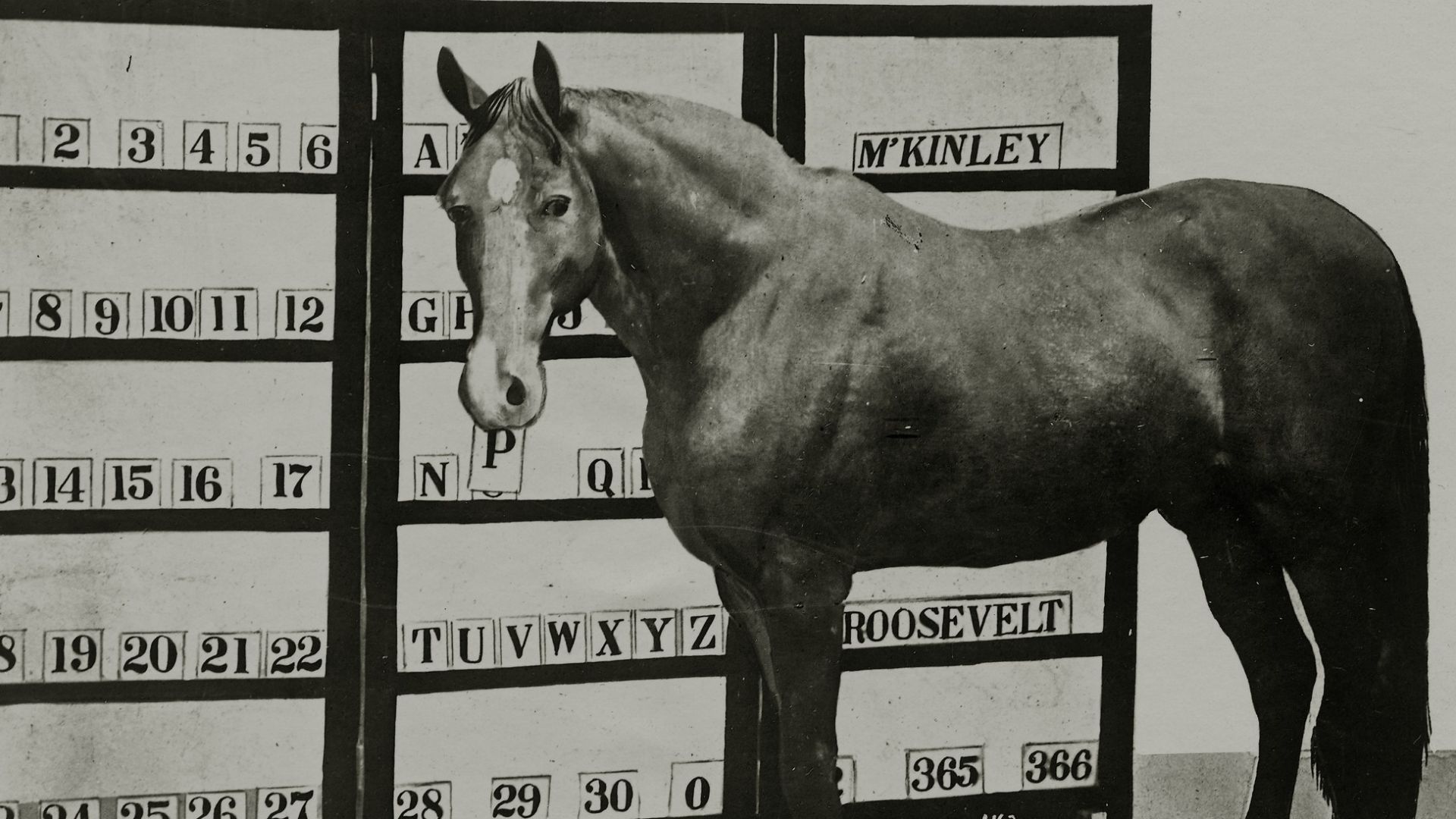 File:Jim Key, the spelling horse standing by his numbers and letters. (attraction on the Pike at the 1904 World's Fair).jpg