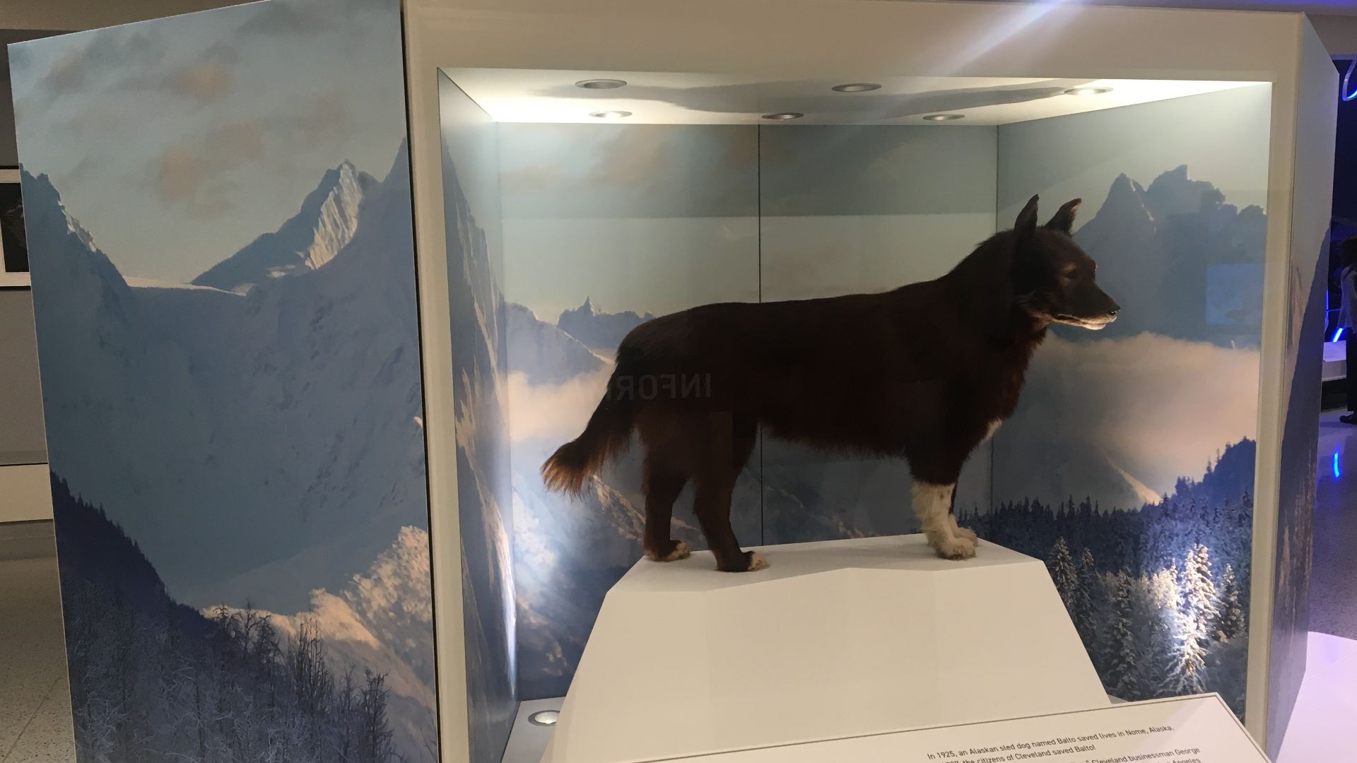 File:Balto CMNH Visitor Hall Display.jpg