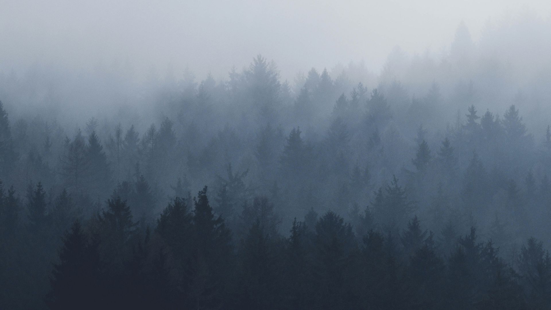 silhouette of trees covered by fog