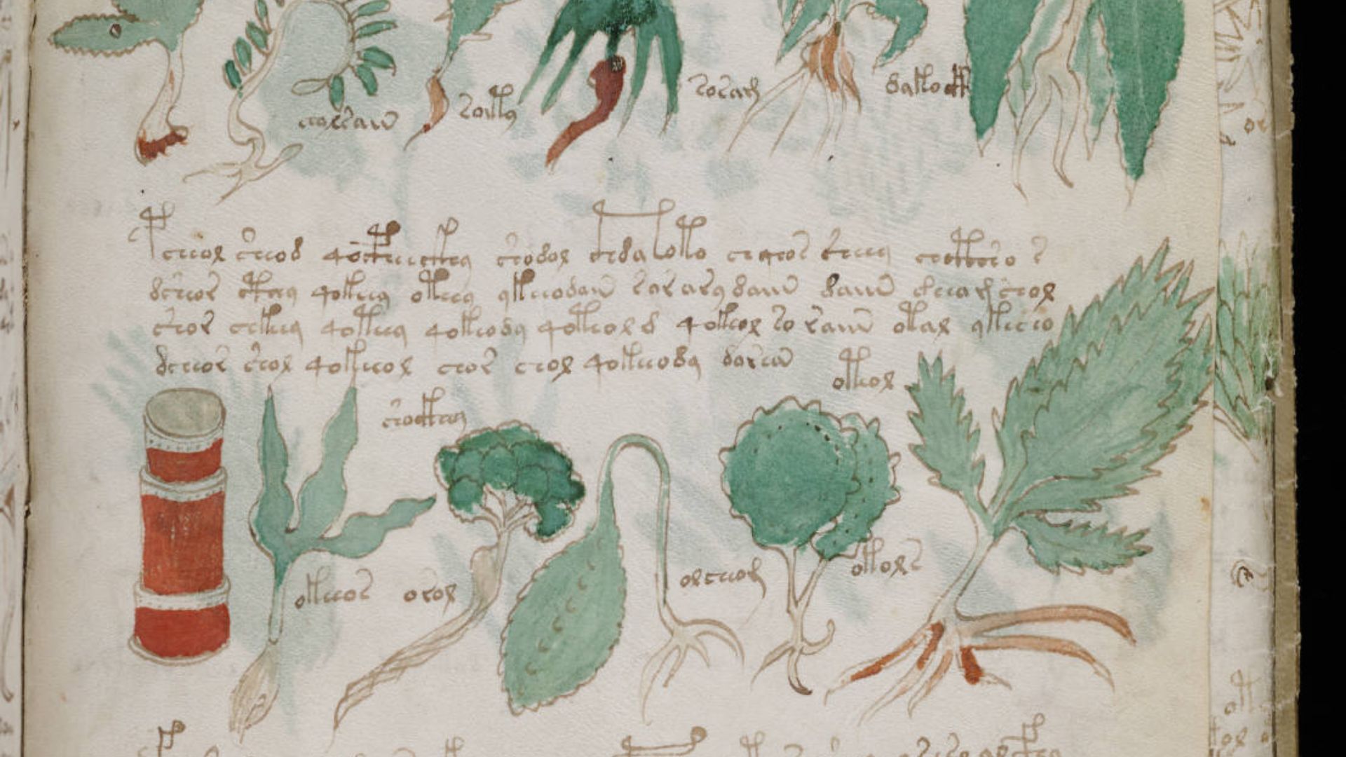 File:Voynich Manuscript (177).jpg