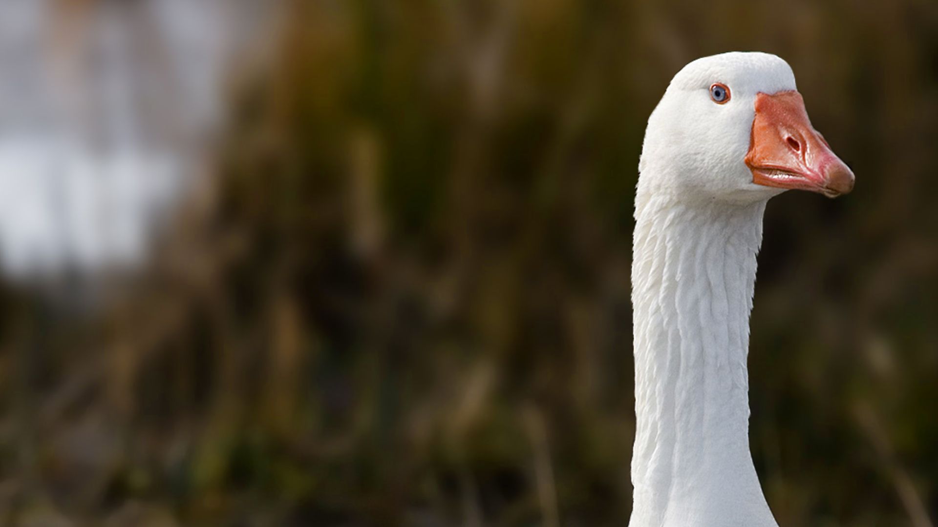File:Domestic Goose.jpg