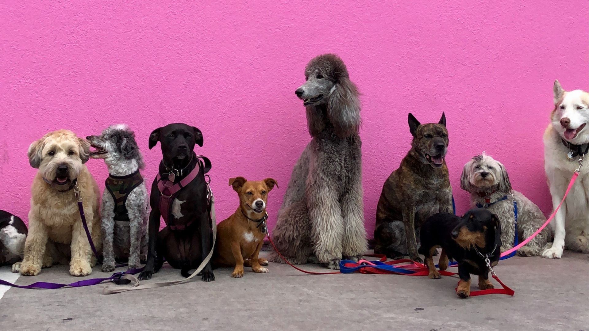 litter of dogs fall in line beside wall