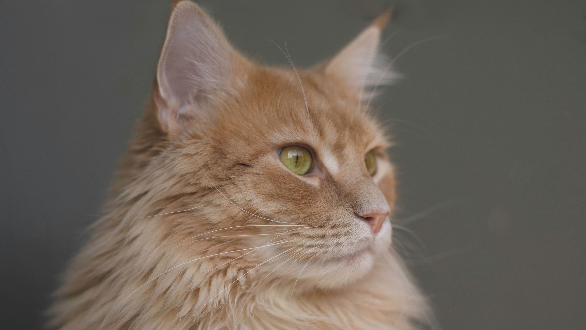 sitting orange Persian cat