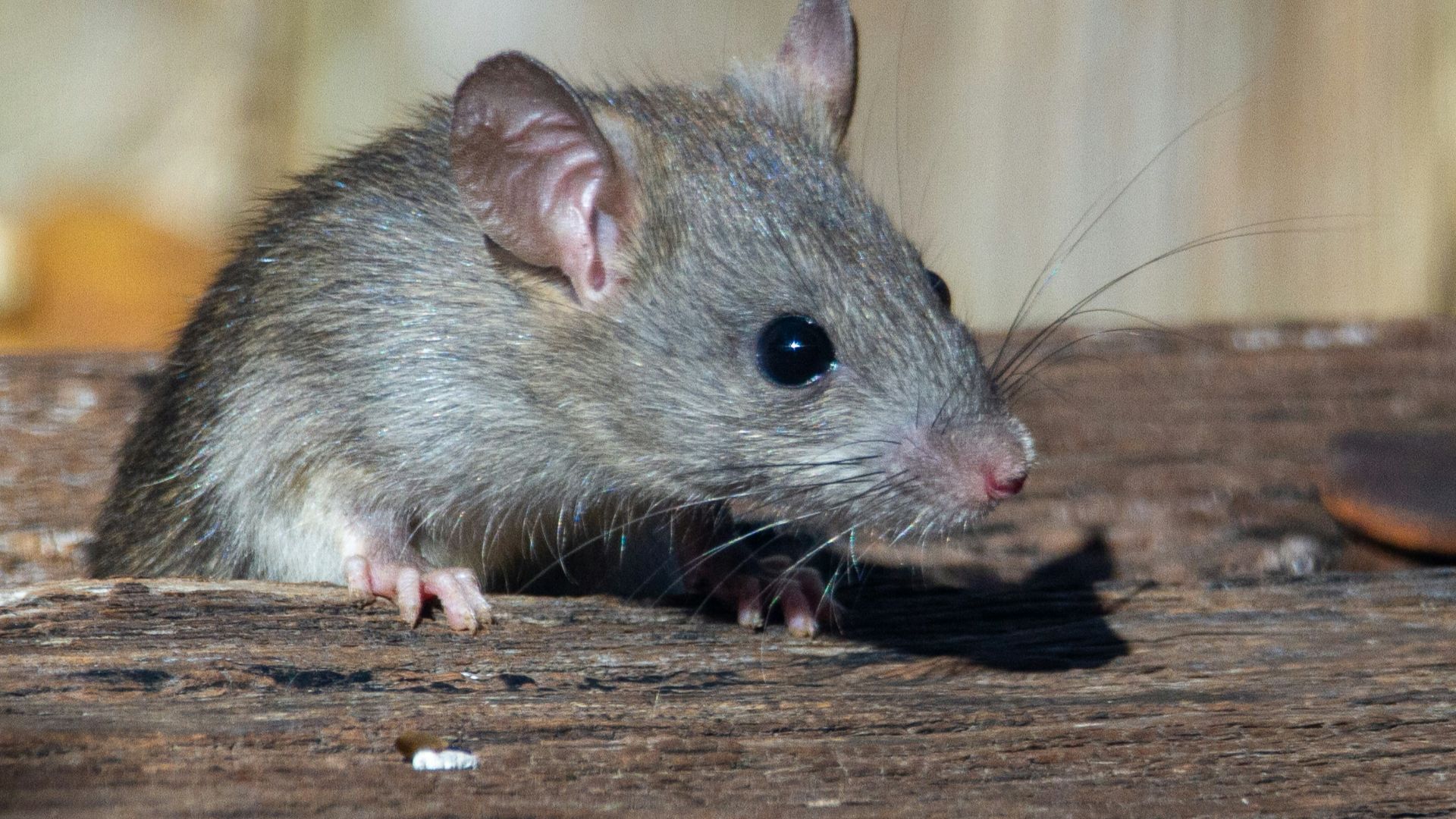 a rat sitting on a piece of wood