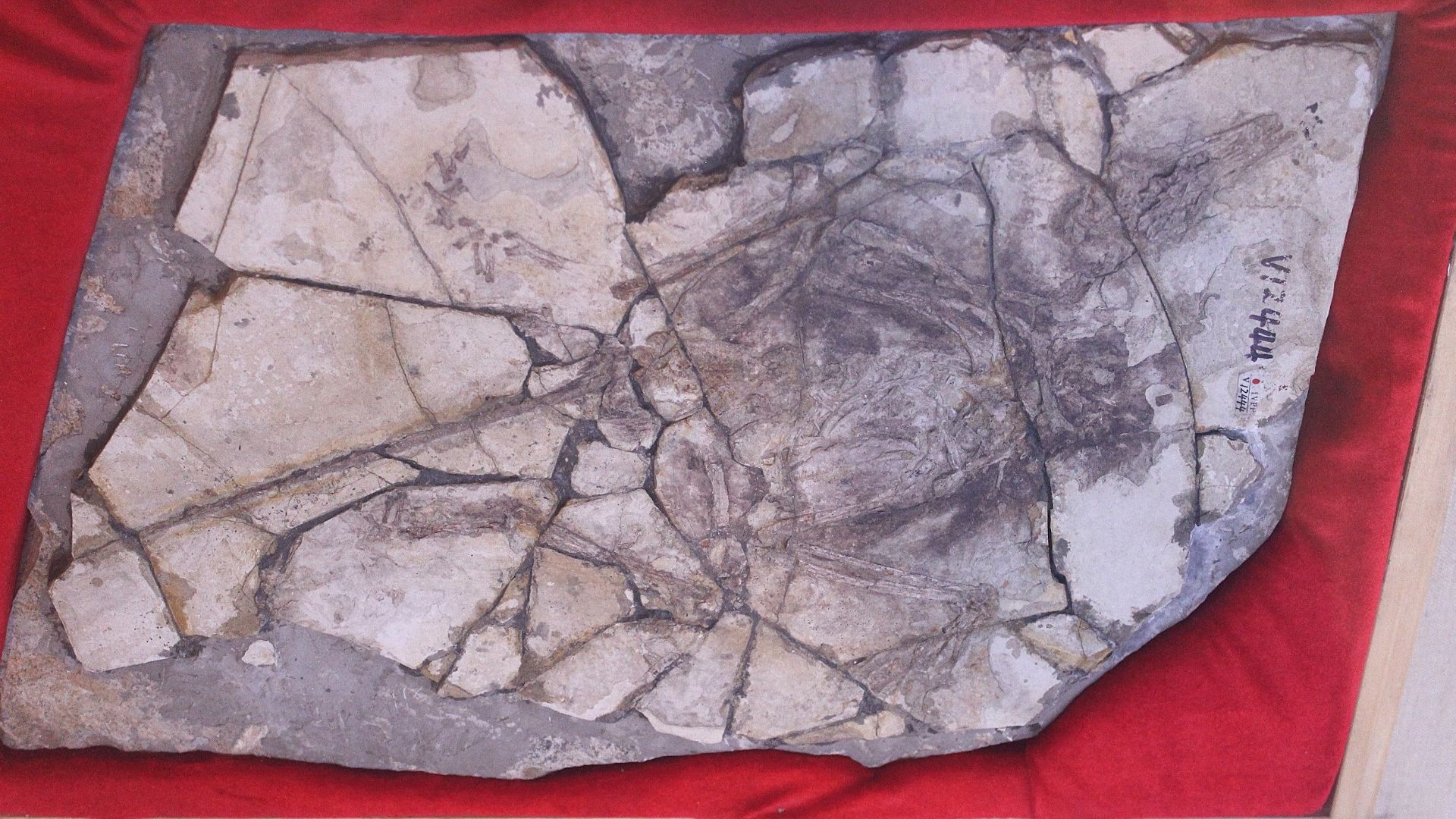 File:Archaeoraptor IVPP.jpg