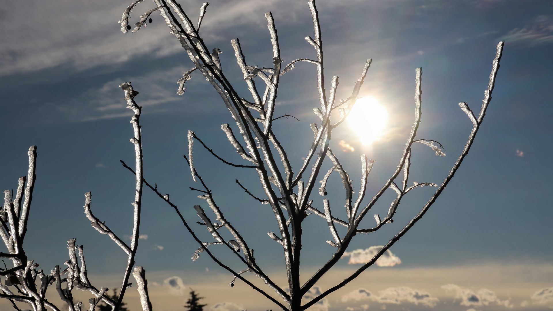 leafless tree under blue sky during daytime