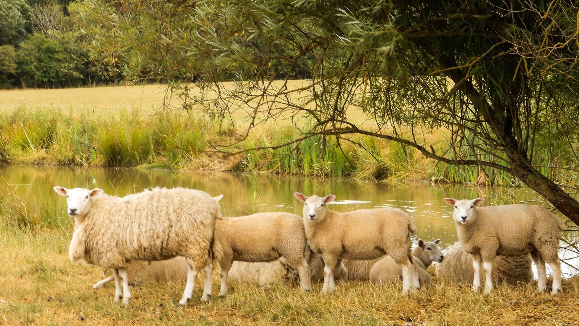 a group of sheep in a field