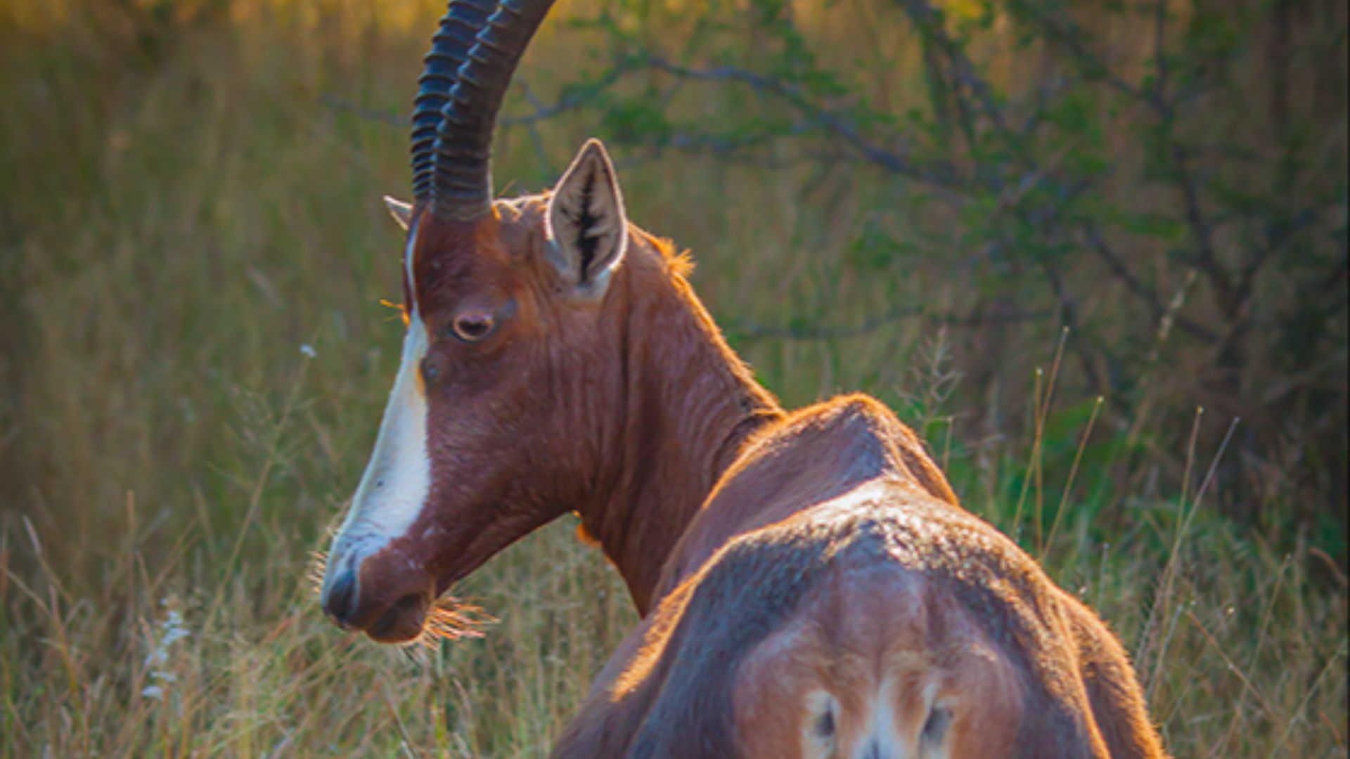 File:Blesbok.jpg