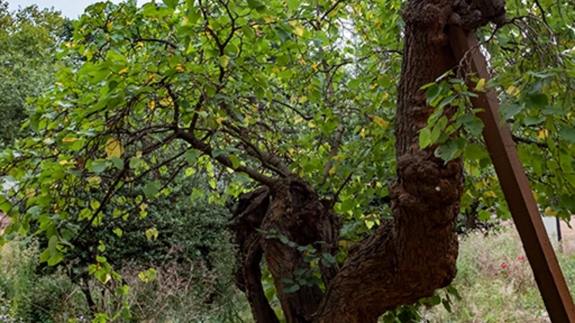 File:Detail of black mulberry tree (Morus nigra) in the grounds of the former London Chest Hospital 02.jpg