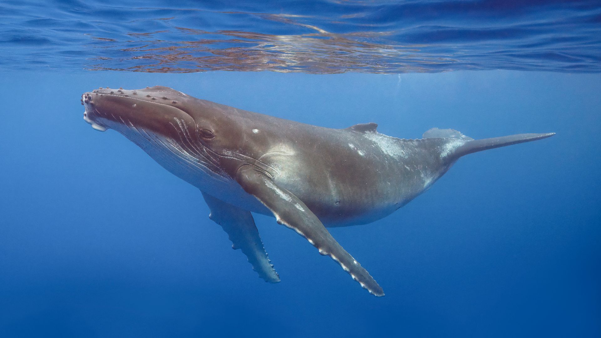 File:Humpback whale (Megaptera novaeangliae) calf Moorea 2.jpg