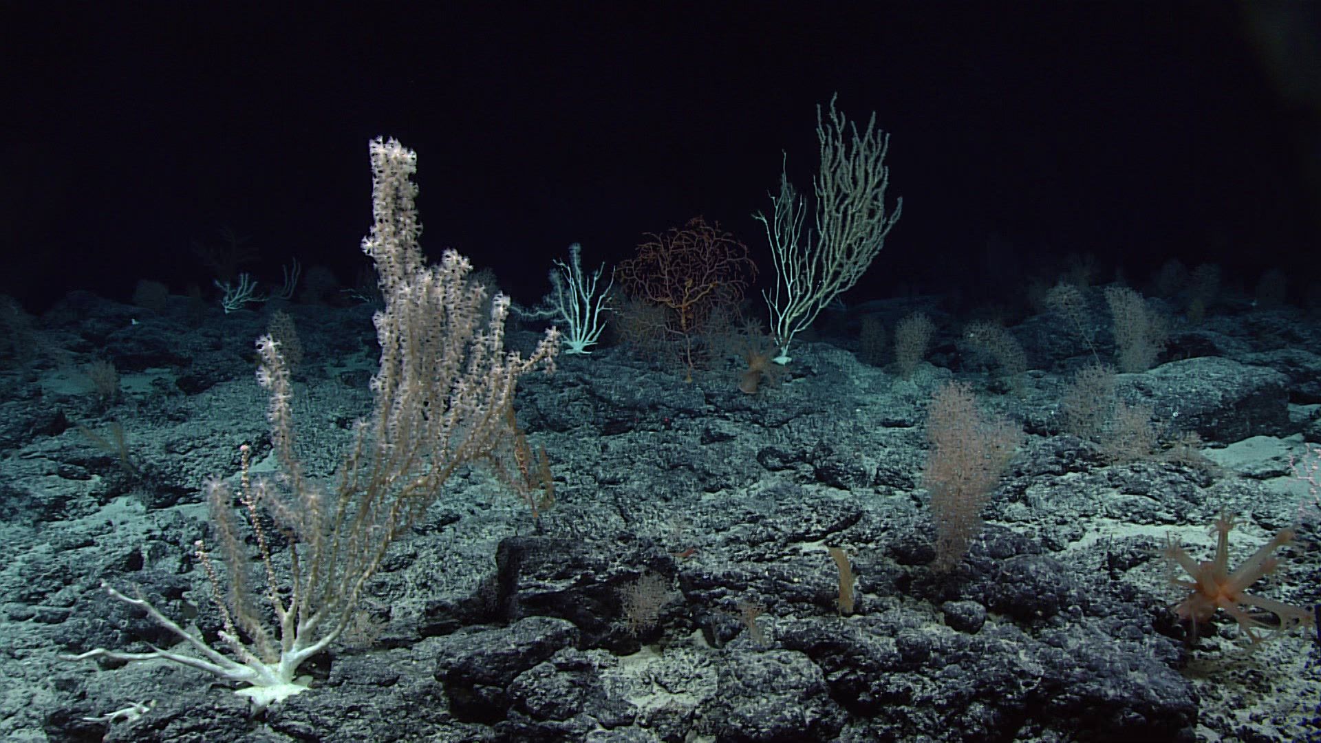 File:Deep sea corals, Wagner Seamount.jpg