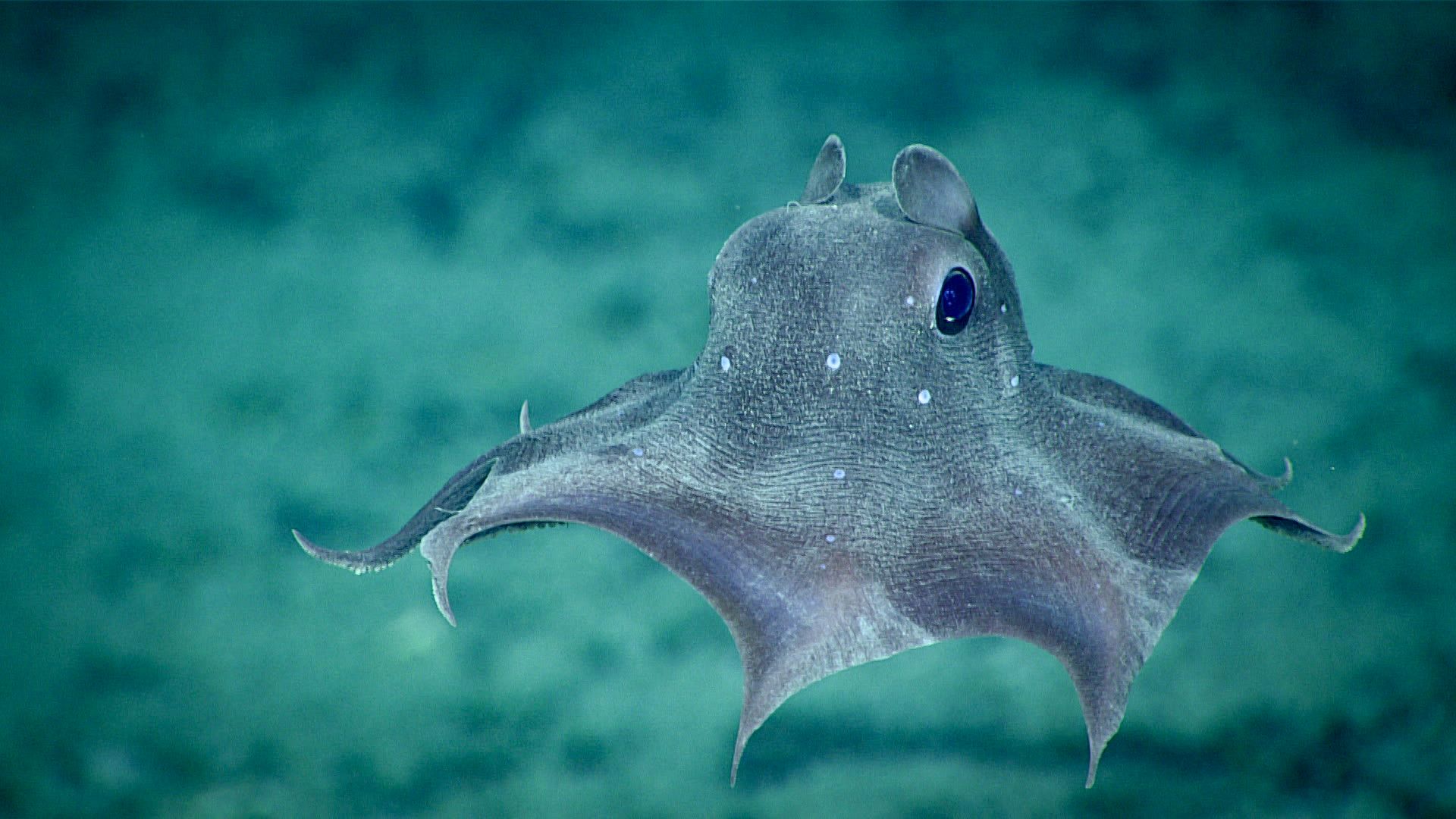 File:Dumbo Octopus (49203817176).jpg
