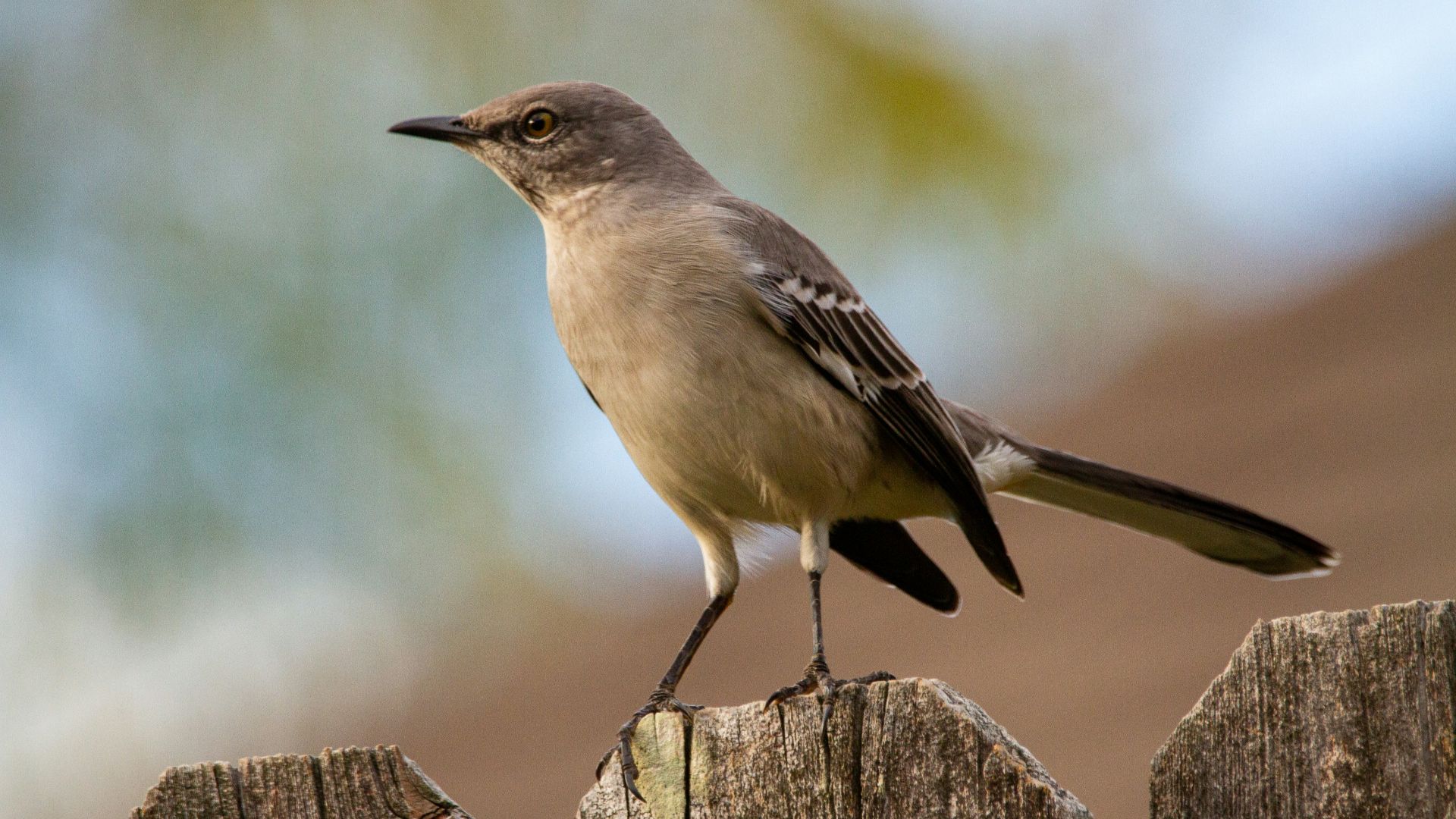 brown bird on brown wooden fence