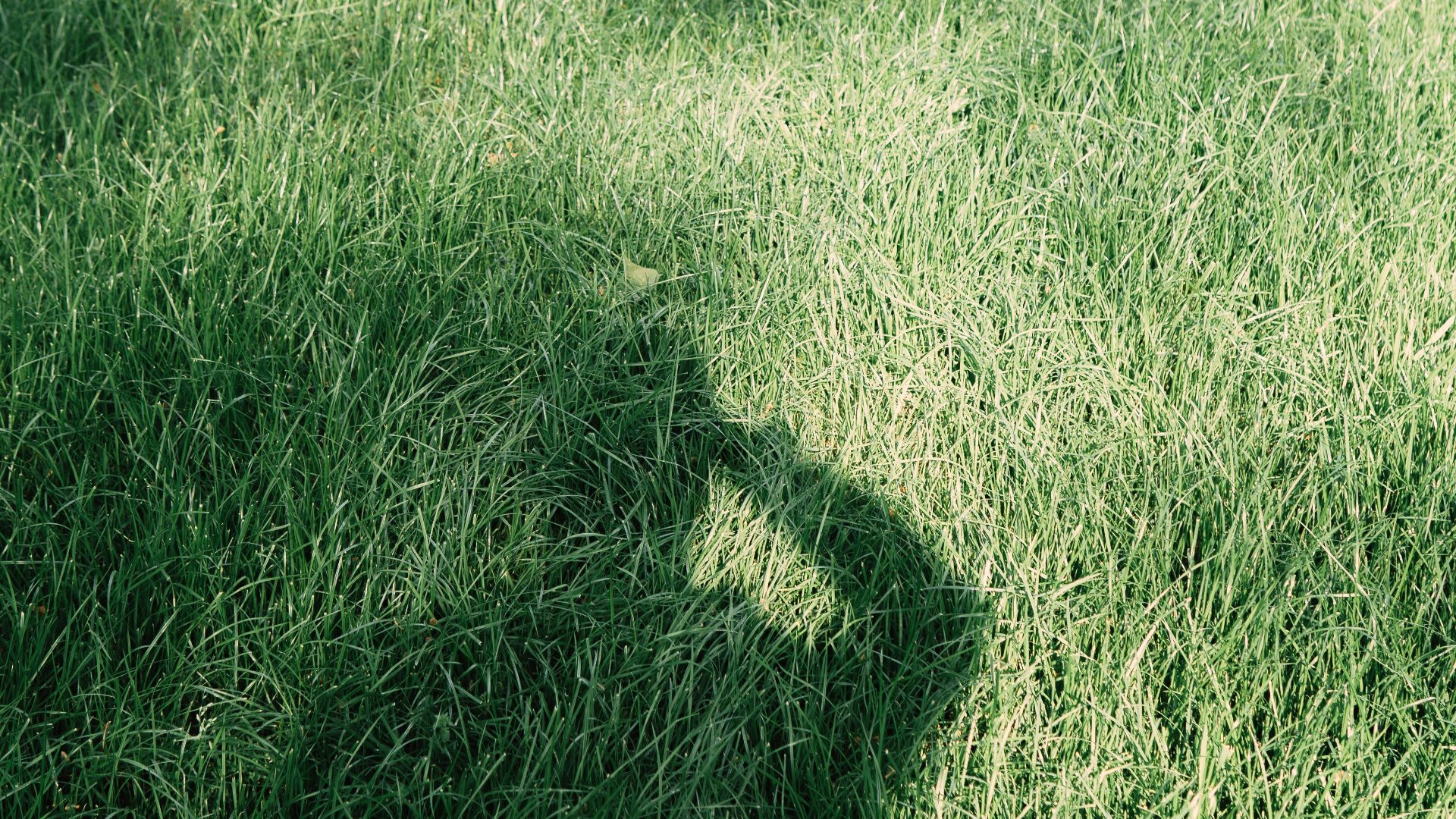 green grass field during daytime