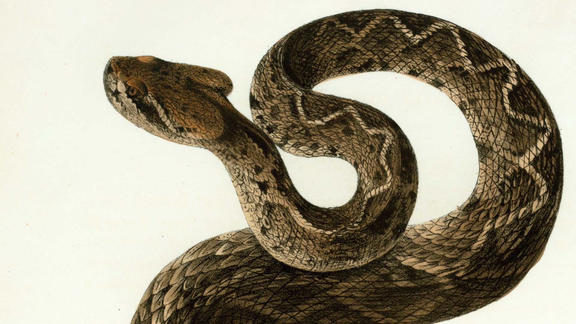 a drawing of a snake on a white background
