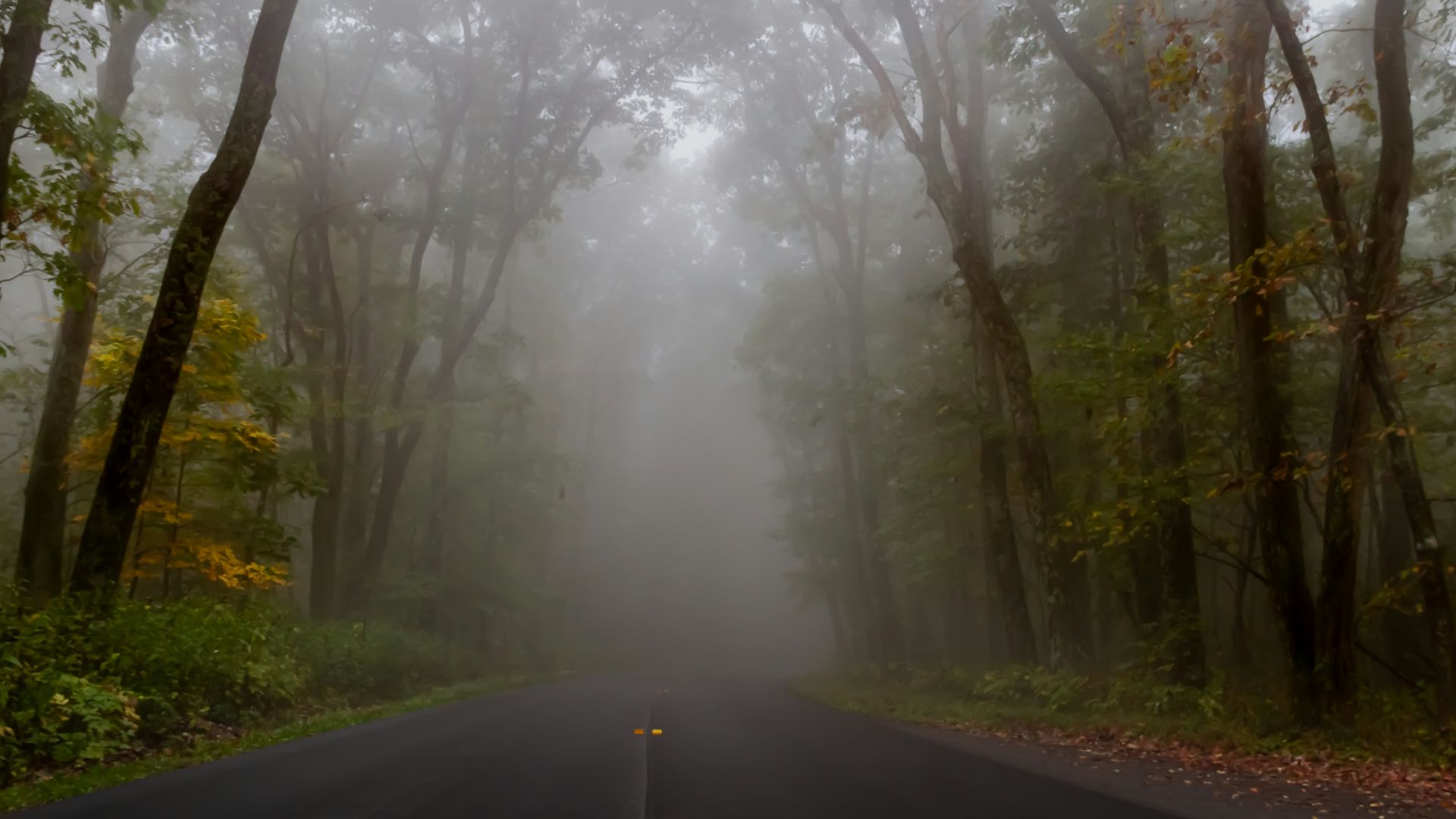 a foggy road in the middle of a forest