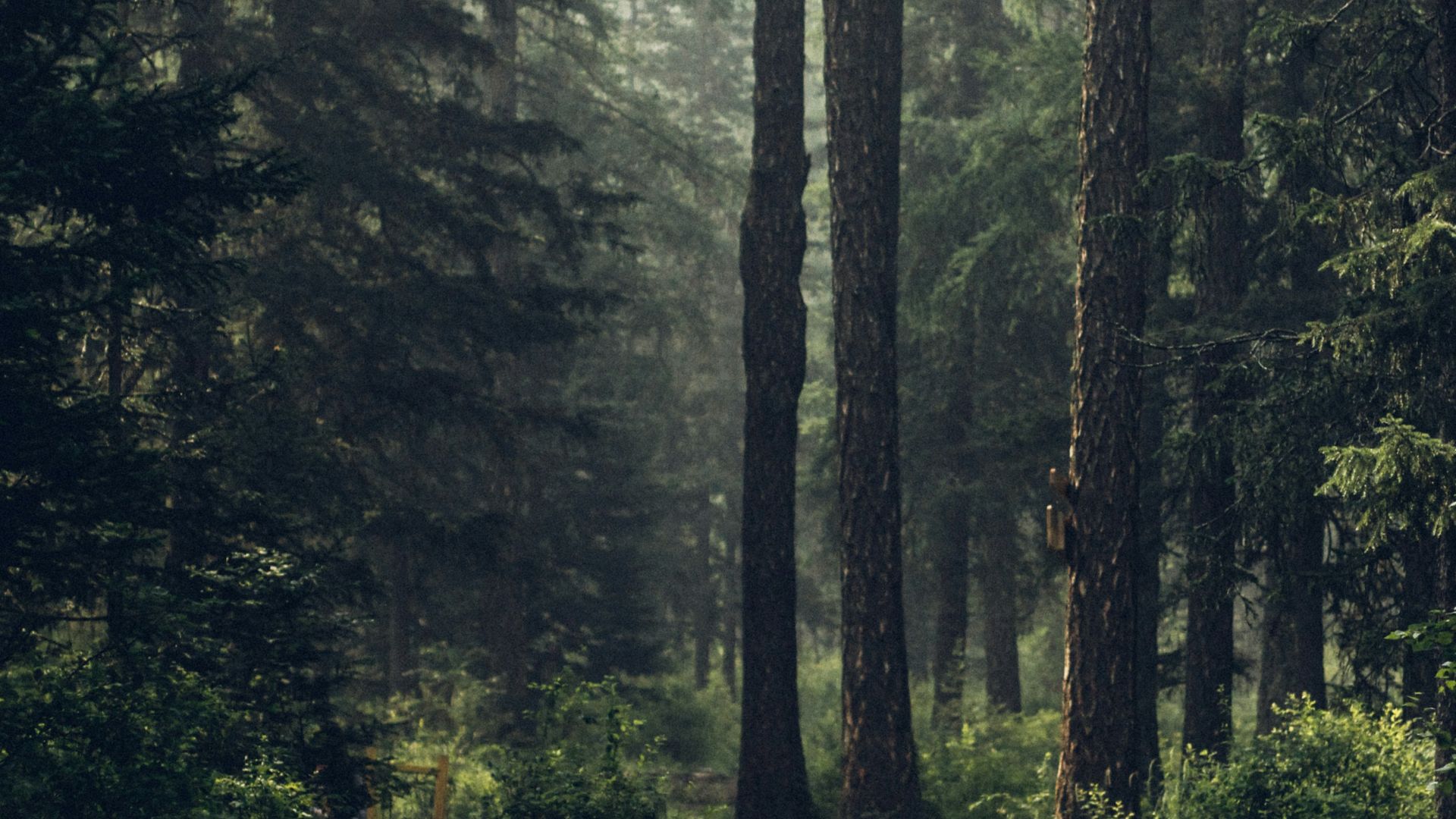Forest during daytime