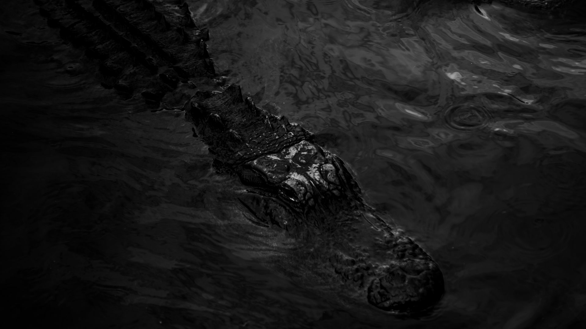 two alligators swimming in a body of water