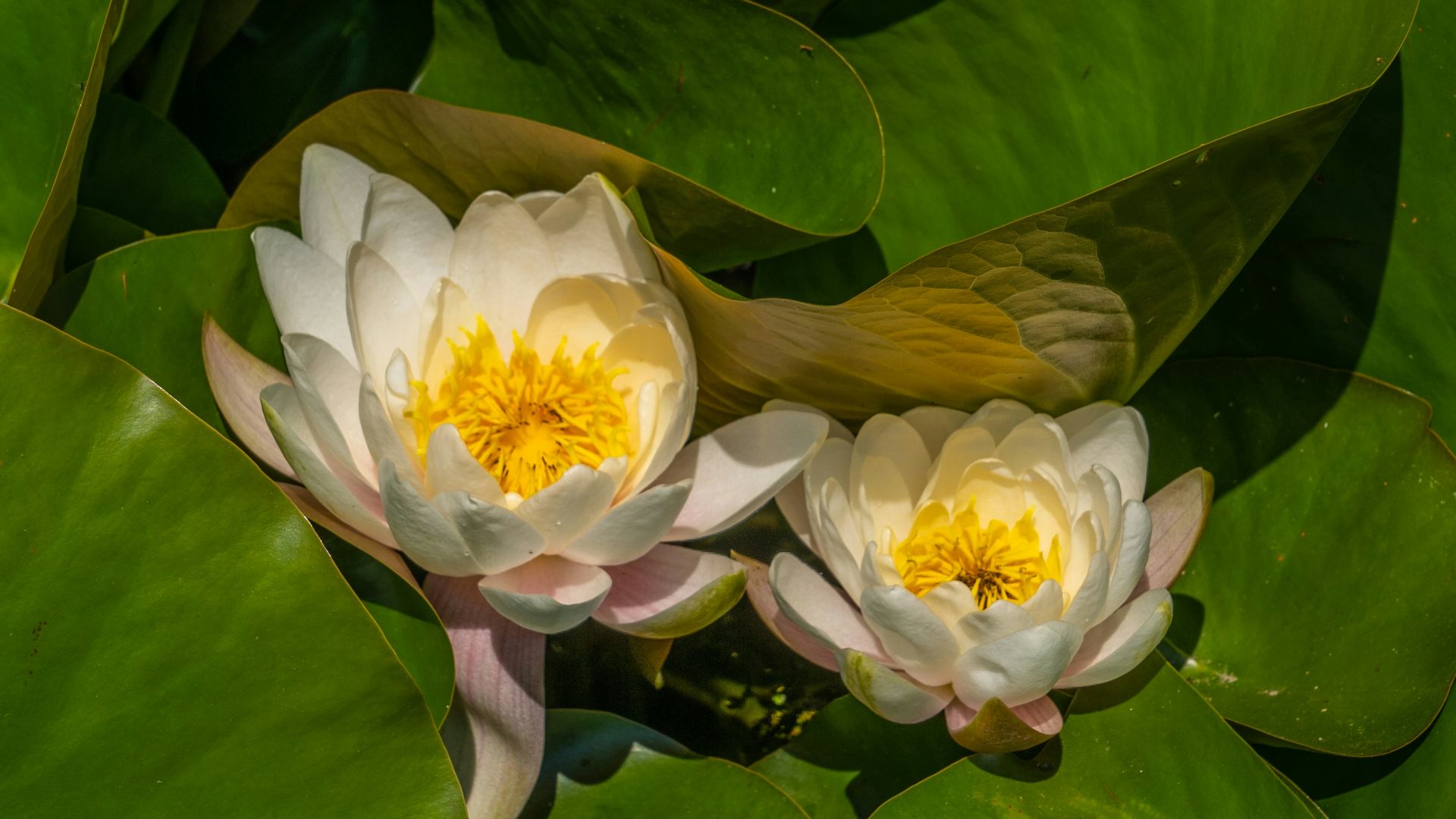 white and yellow flower with green leaves