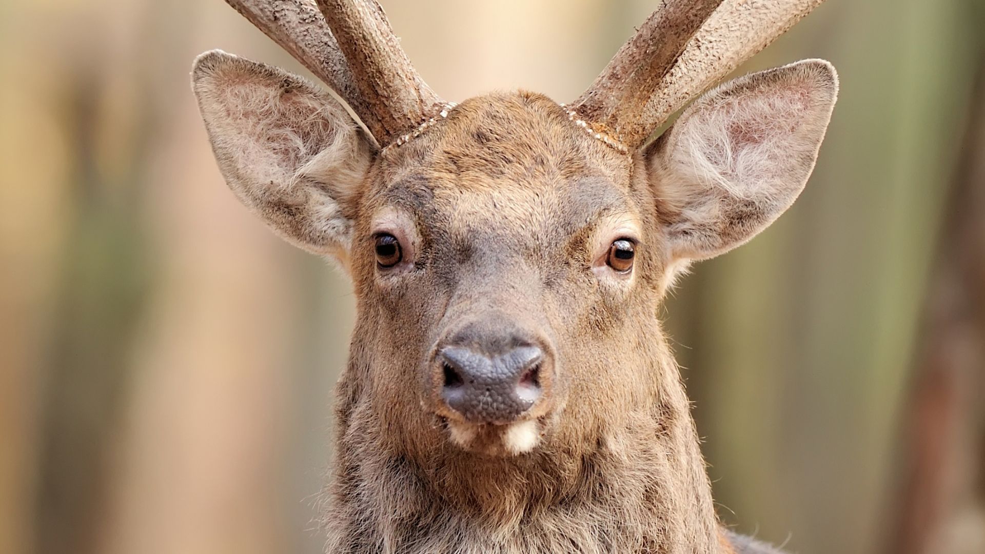 File:Портрет оленя.jpg