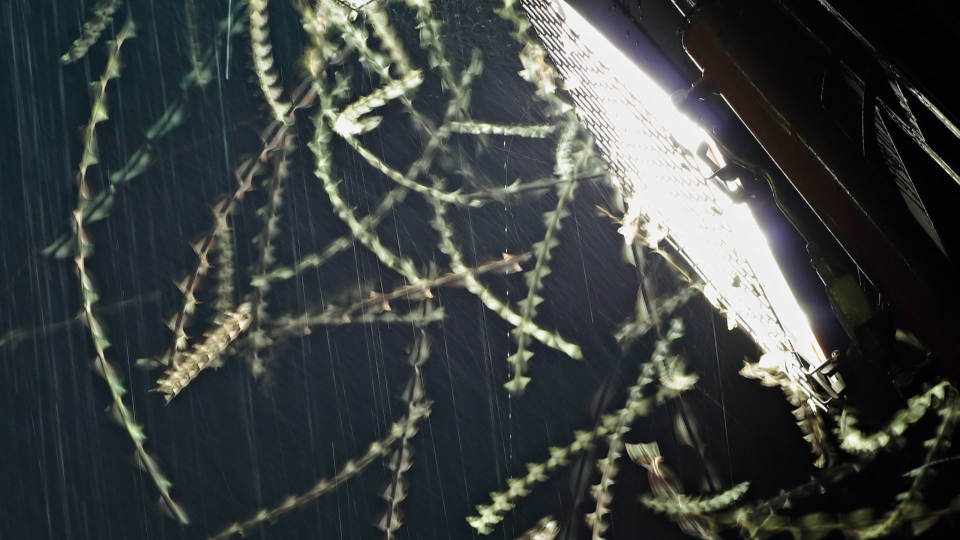 File:Moths attracted by floodlight.jpg