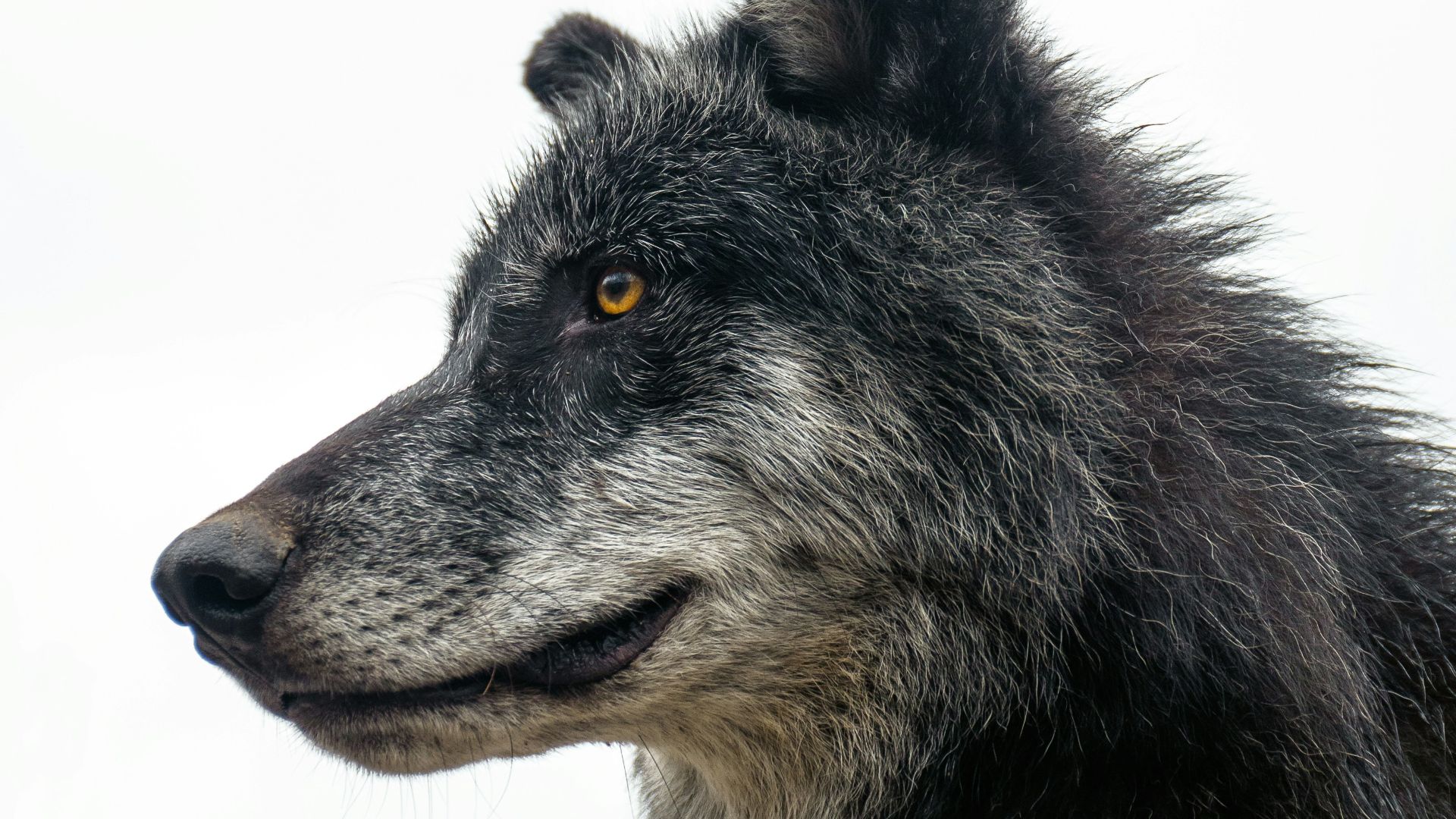 a black wolf with yellow eyes