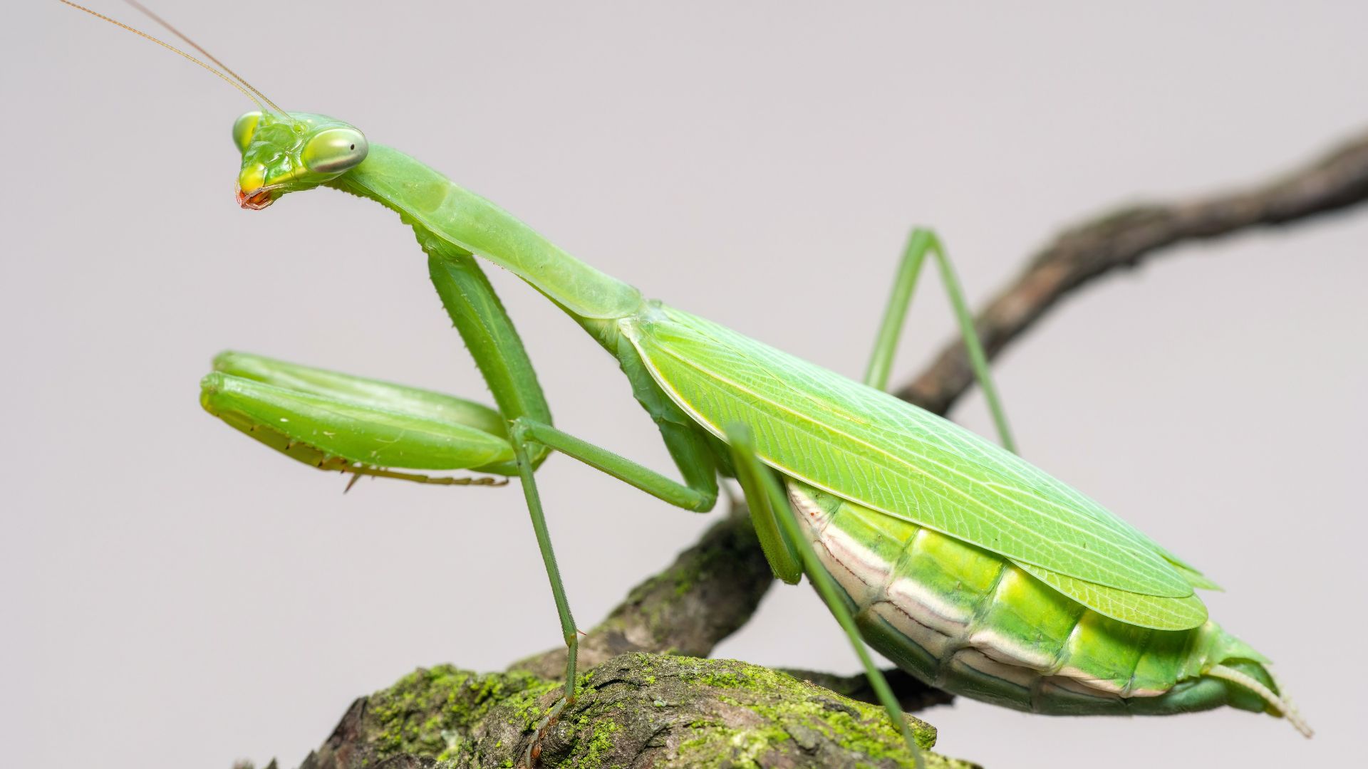 a green insect on a branch
