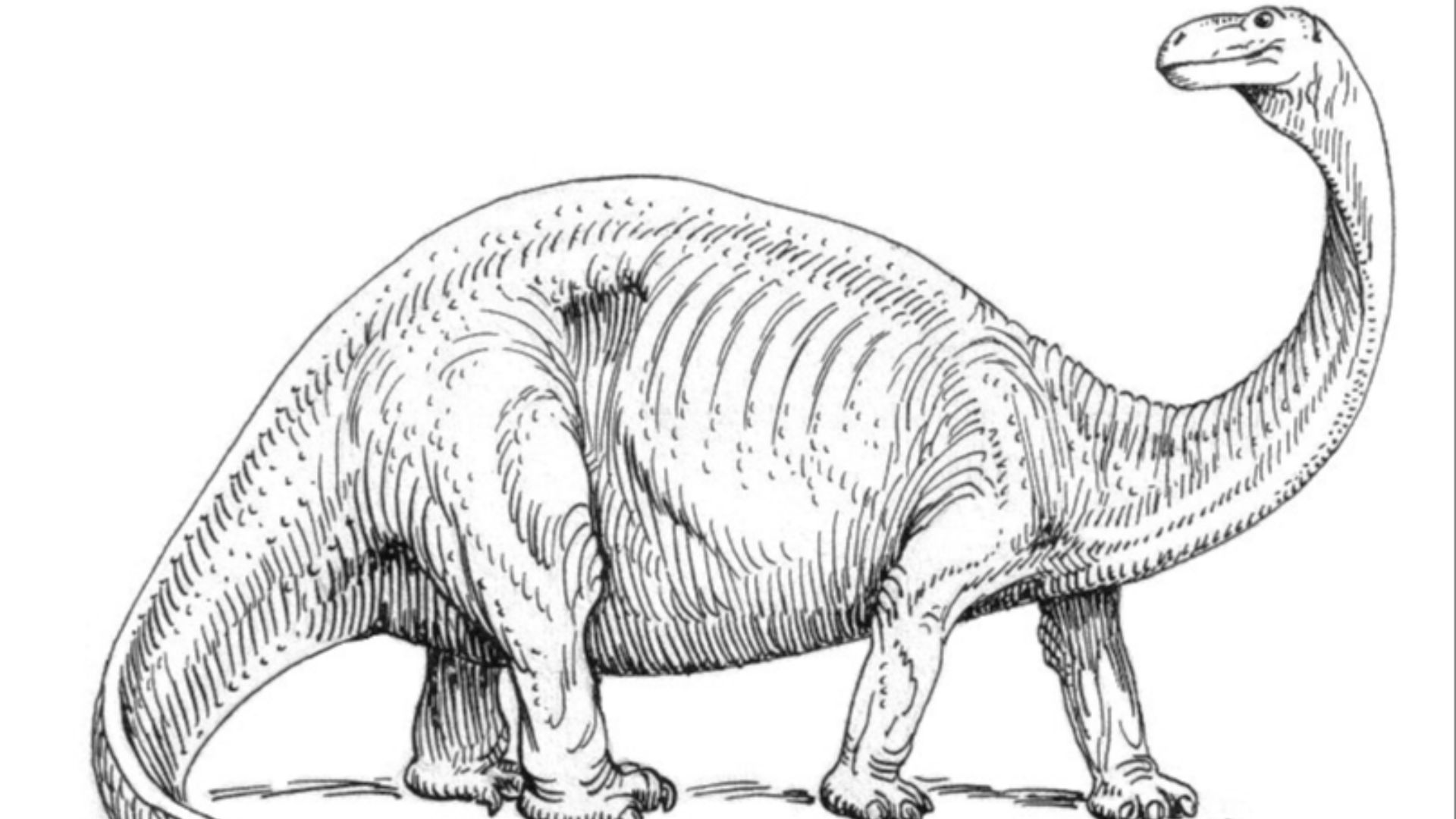 File:Brontosaurus (PSF).jpg