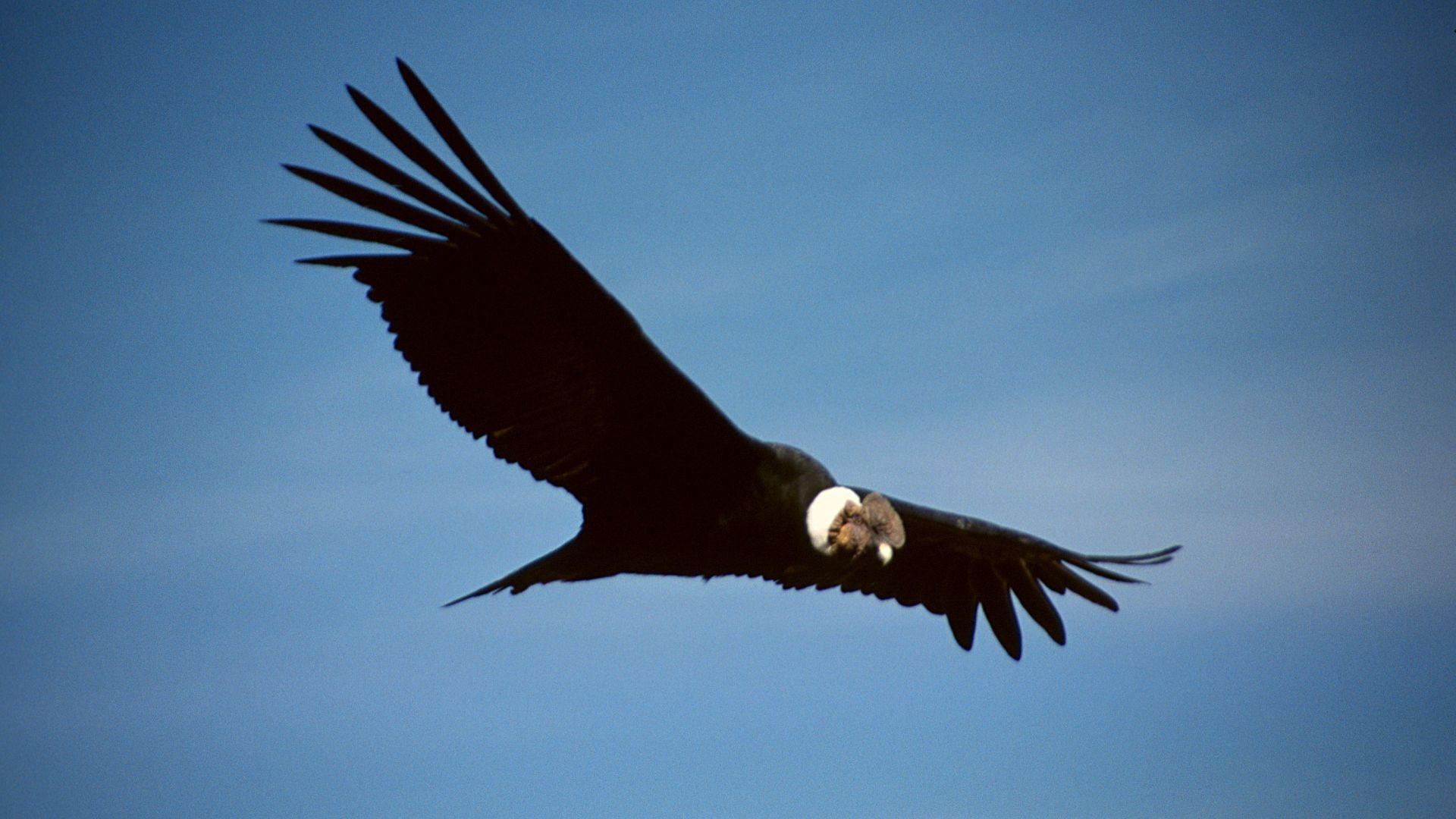File:Colca-condor-c03.jpg