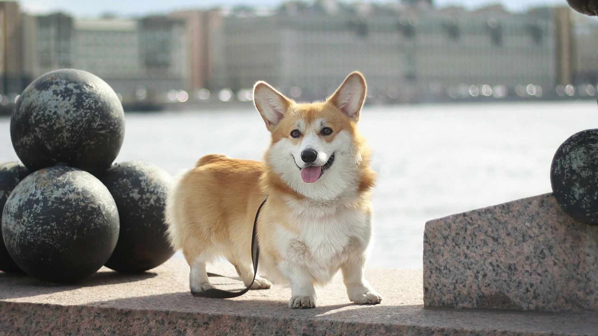 a small dog standing on a ledge next to a body of water
