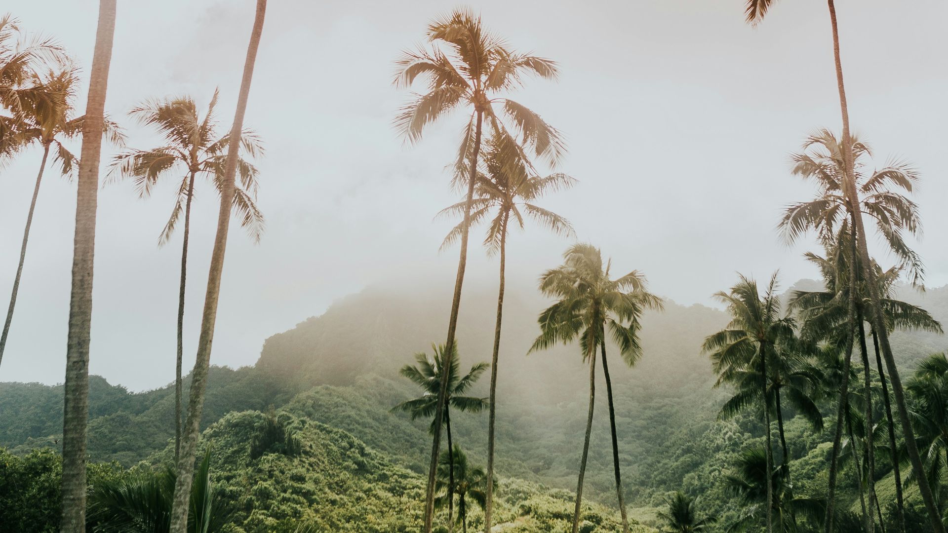 coconut trees during day