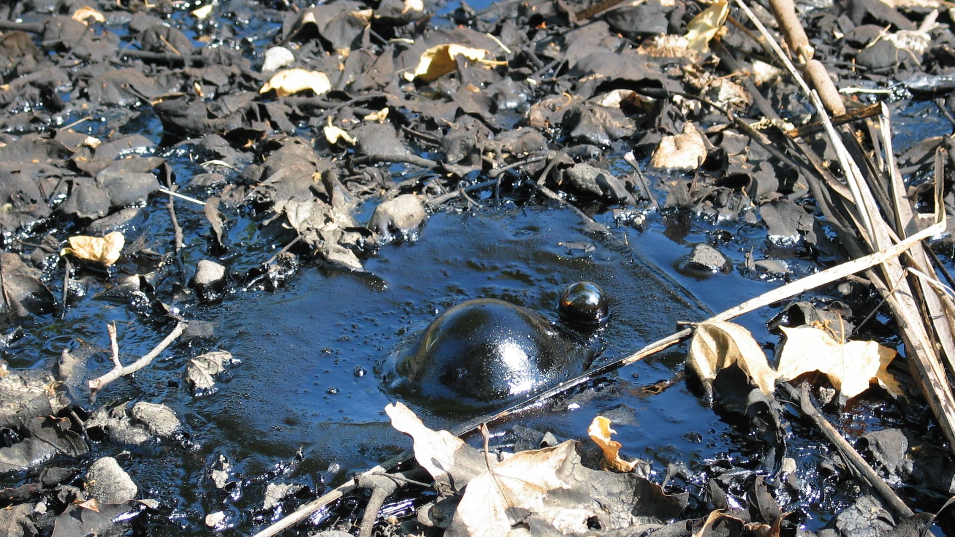 File:USA tar bubble la brea CA.jpg