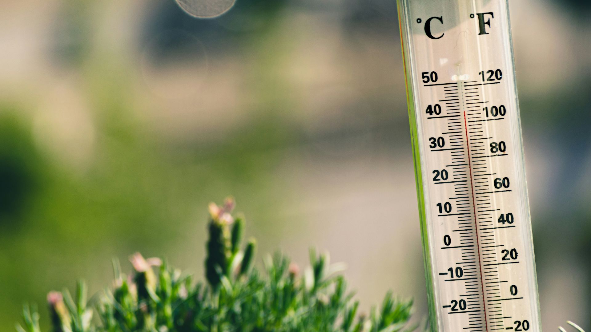 bokeh photography of thermometer on plant