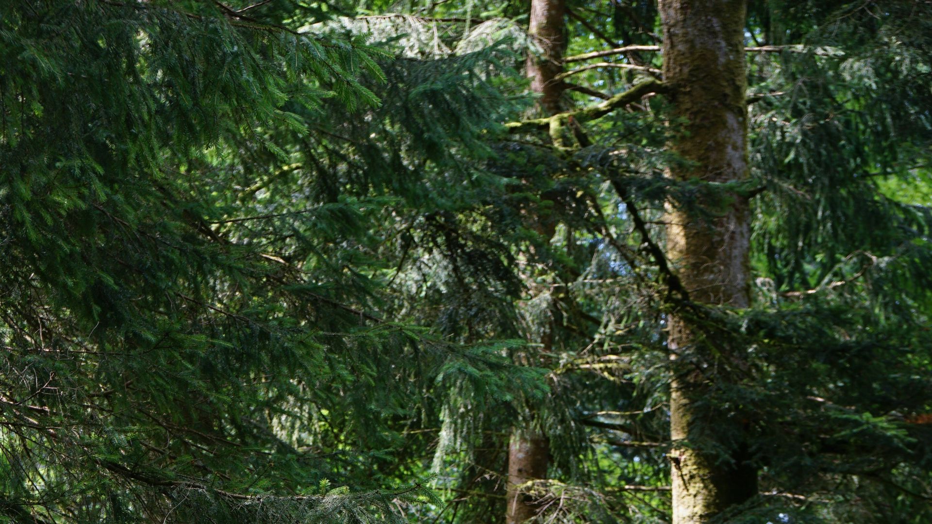 green pine tree during daytime