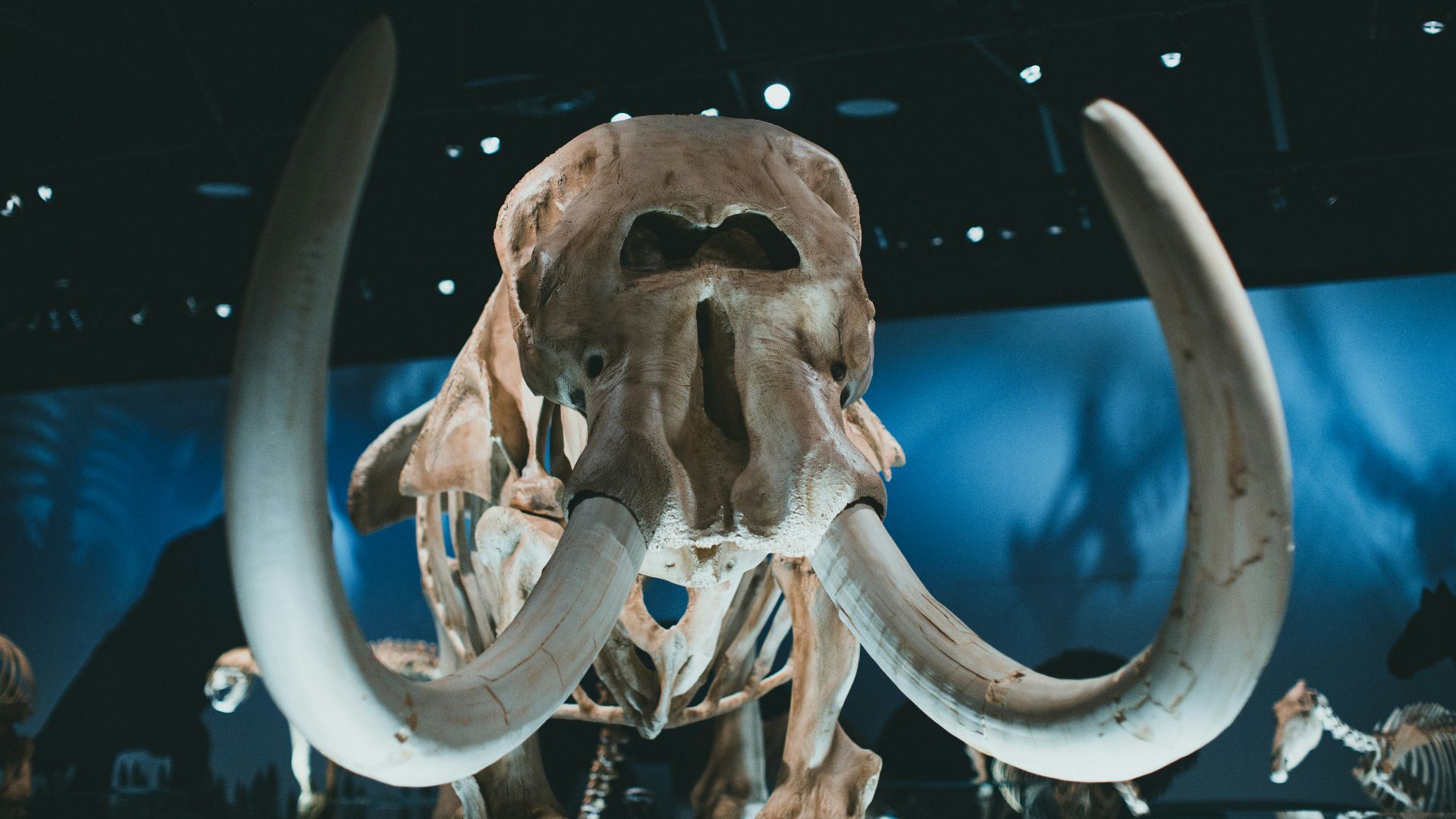 a mammoth skull is displayed in a museum
