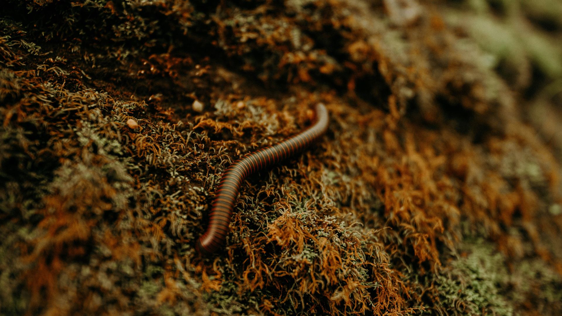 brown and black caterpillar on brown ground