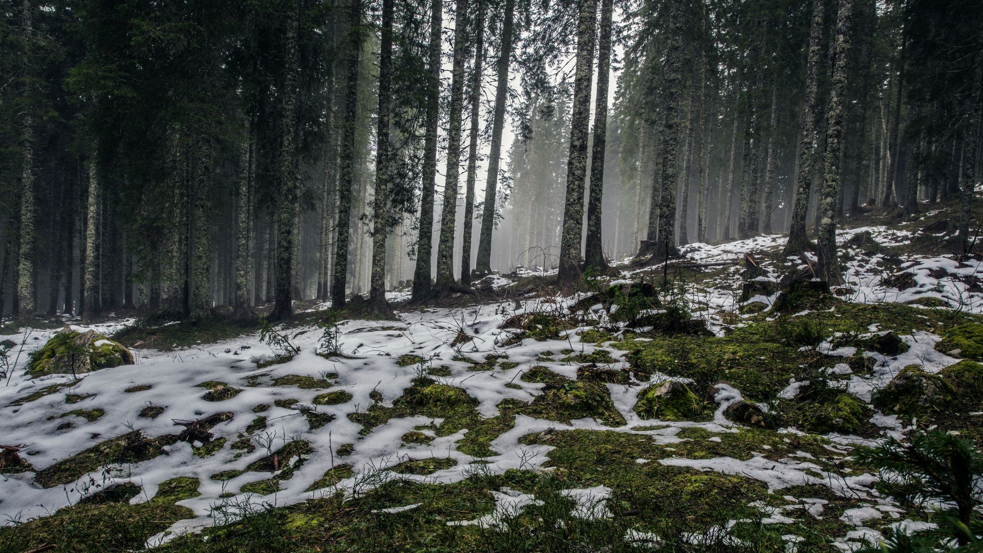 snow coated forest field
