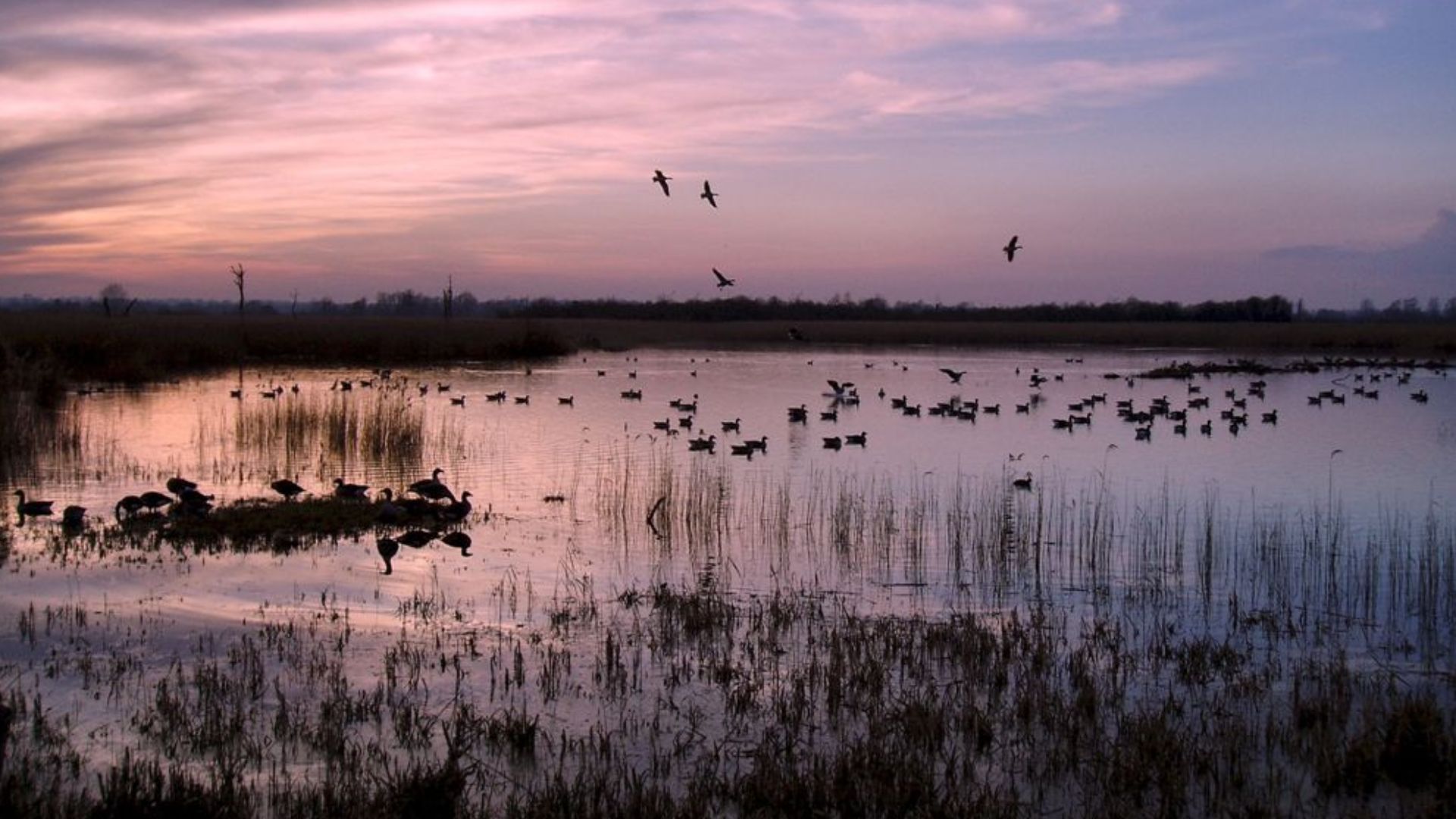 File:RSPB Strumpshaw Fen Norfolk Brick Hide view.jpg