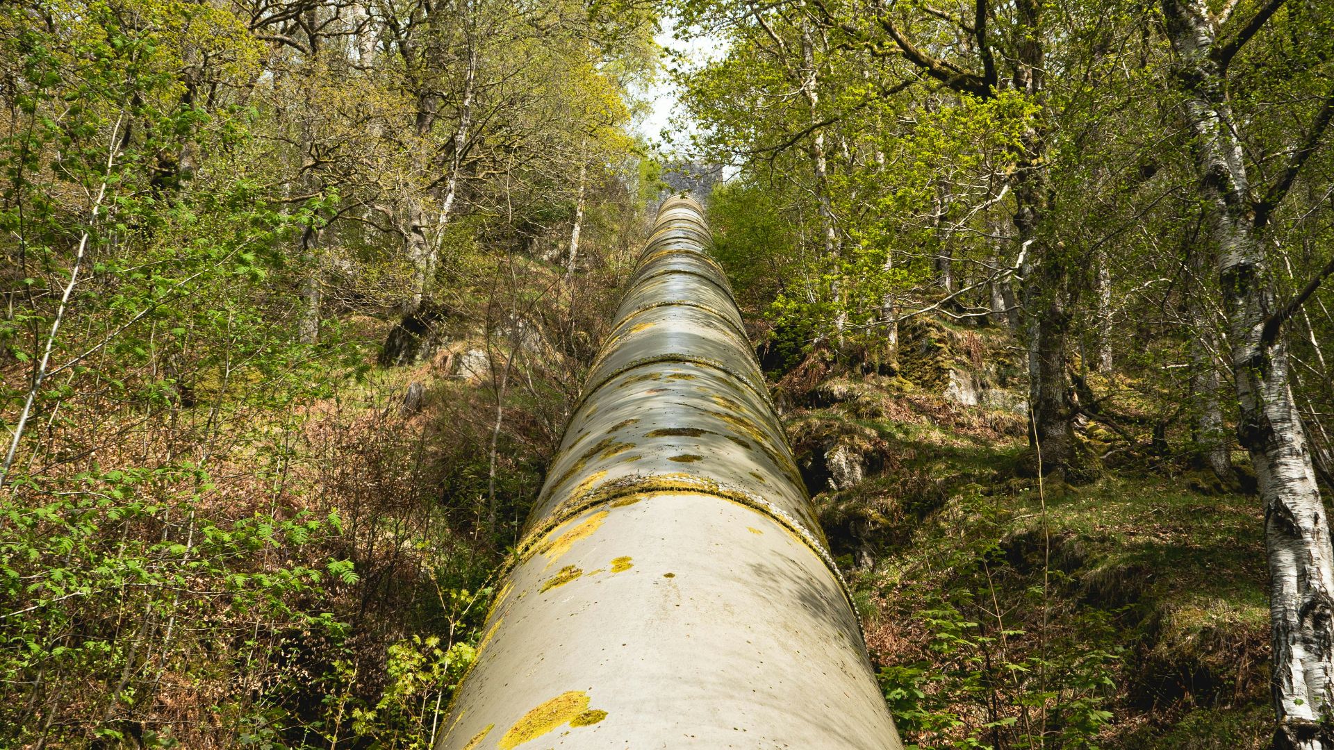 A large pipeline climbs through a lush forest.
