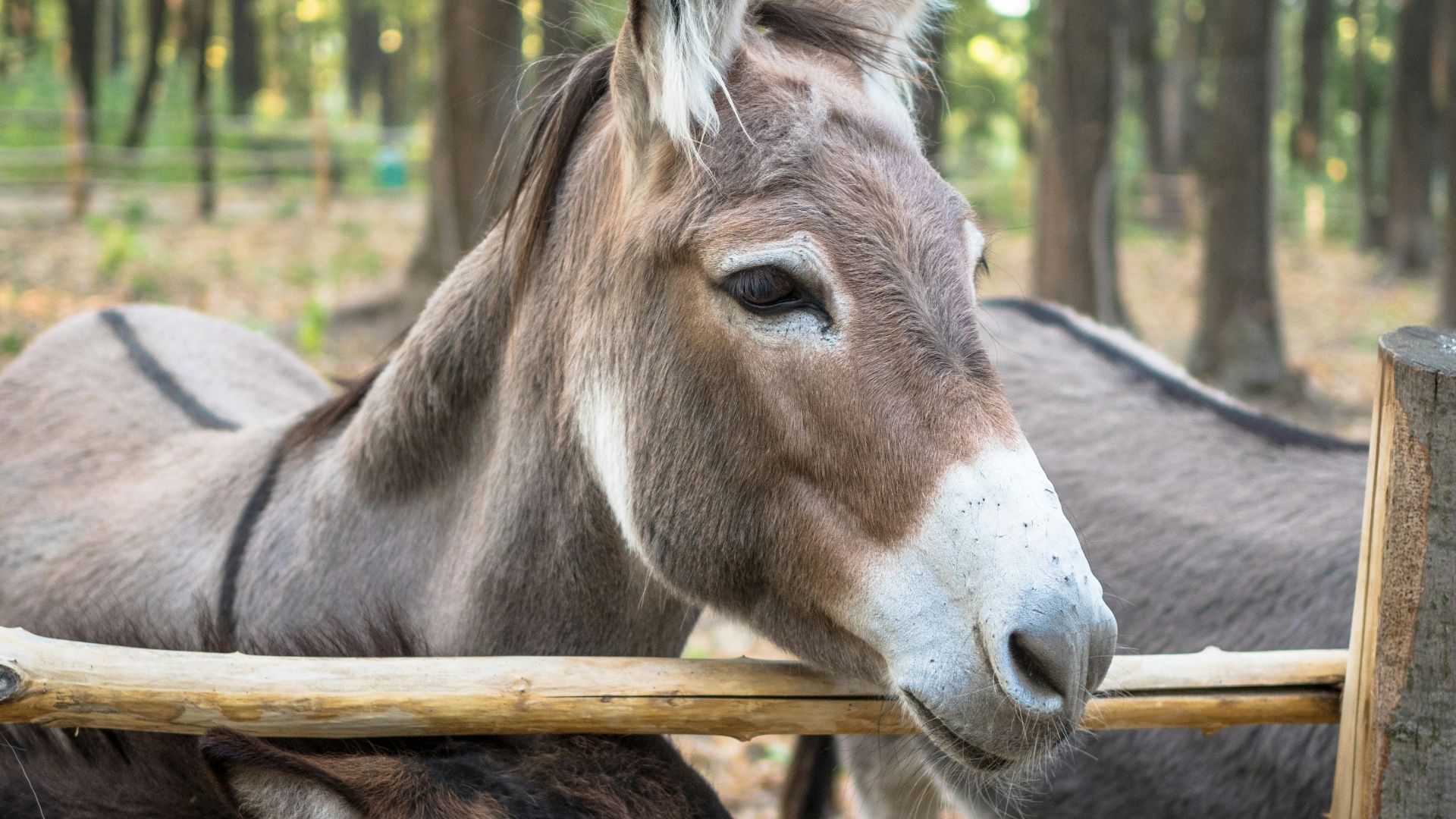 donkey near brown wooden fence during daytime