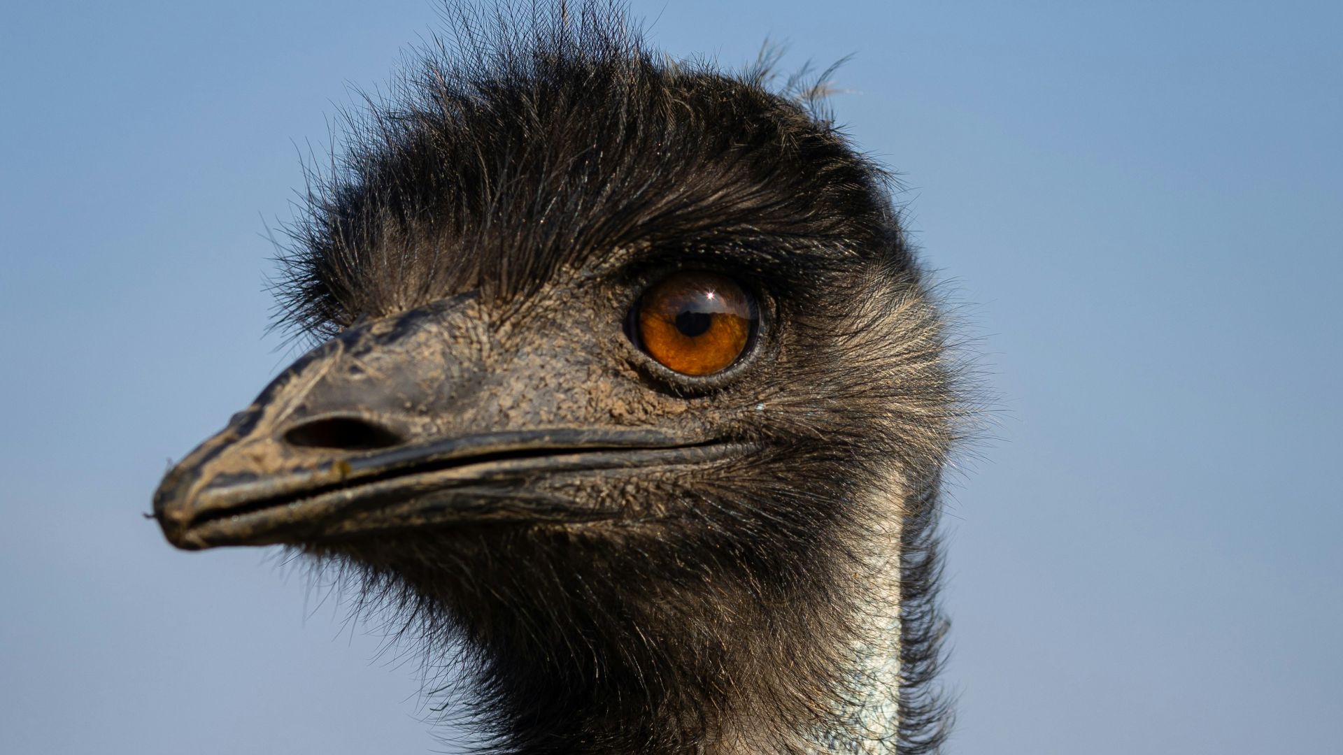 a close up of a bird