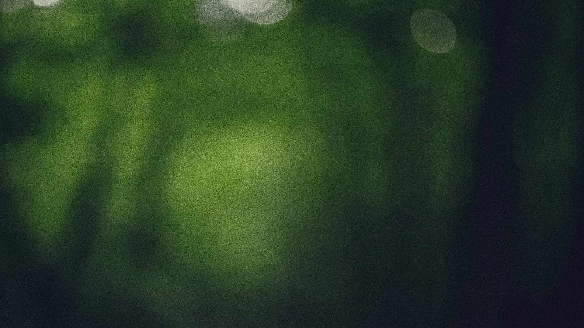 Blurred green forest with bokeh lights