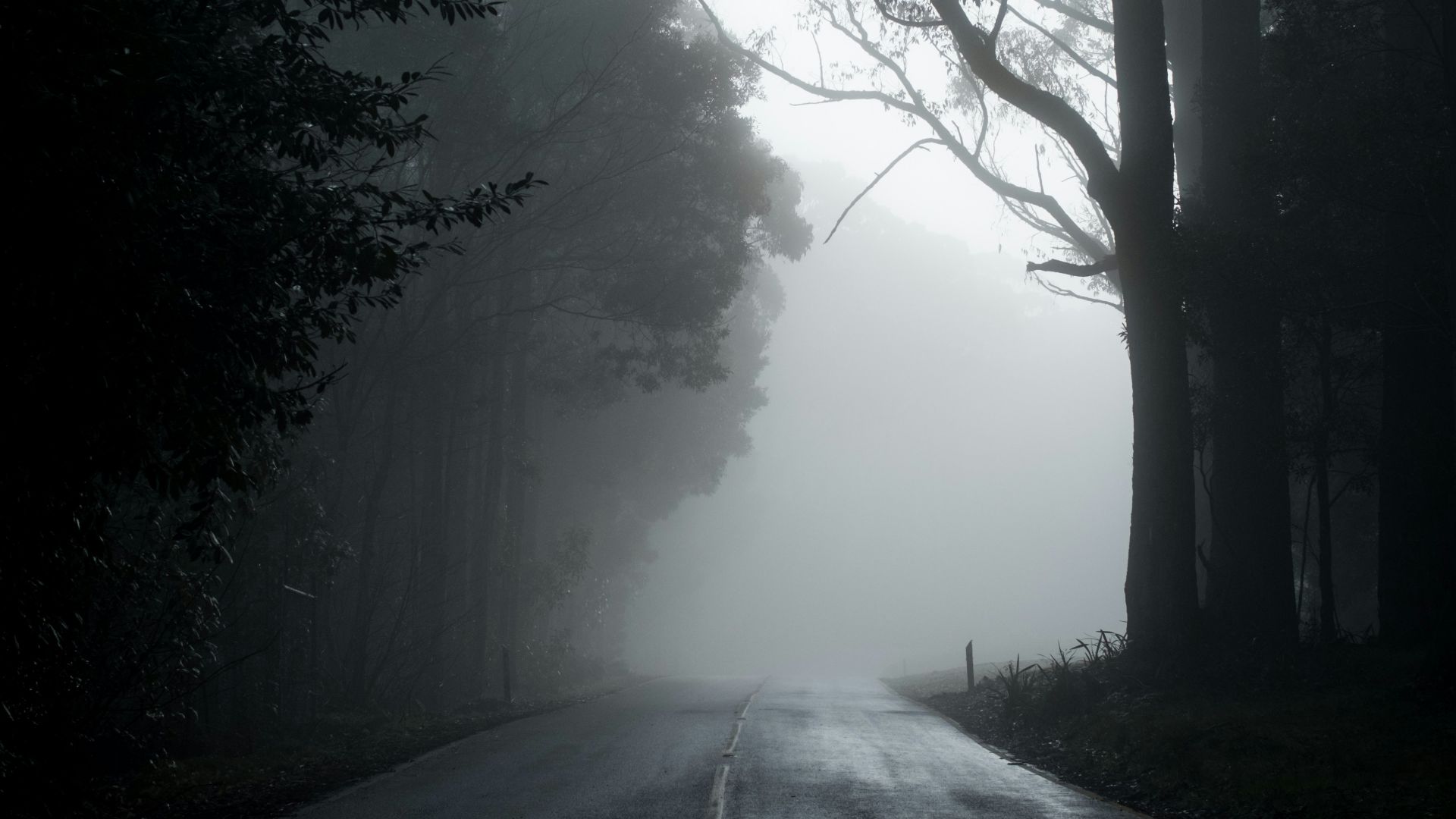 gray road in between trees in grayscale photography
