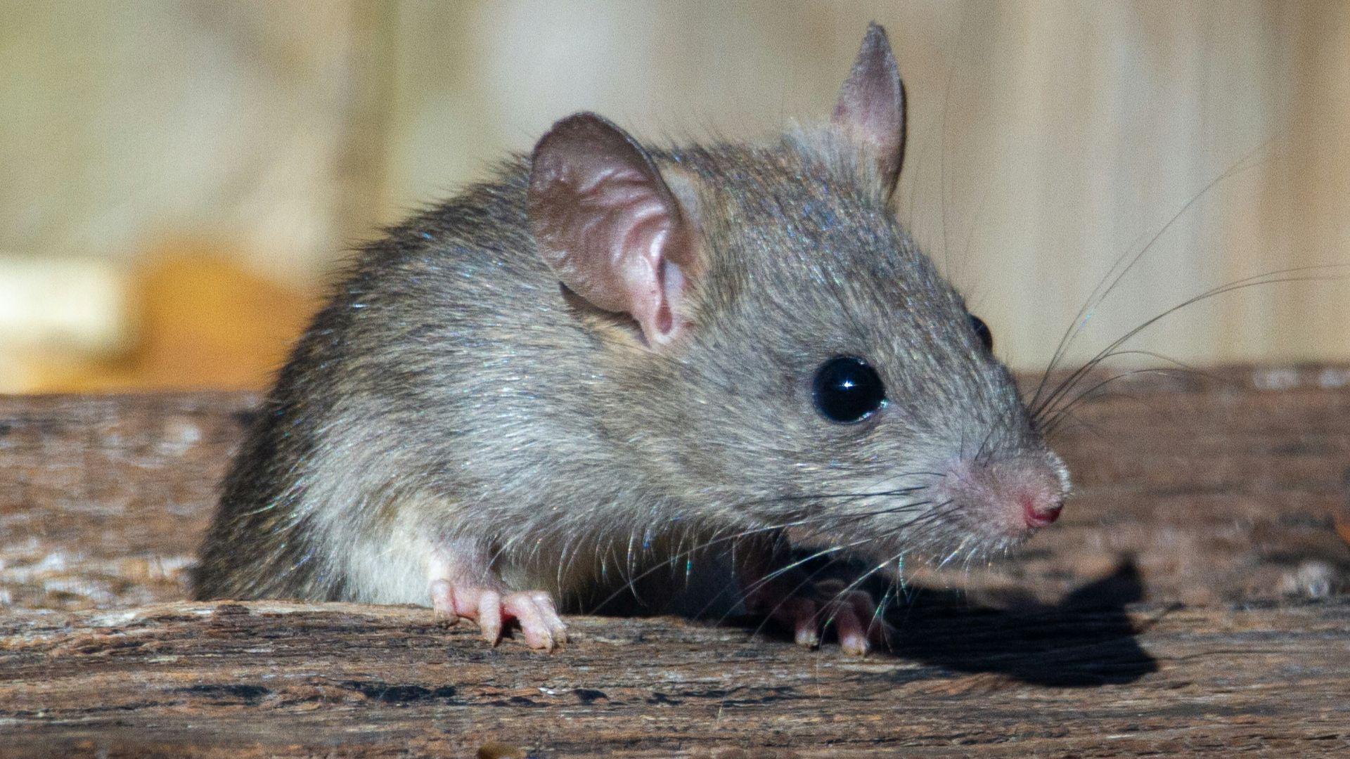 a rat sitting on a piece of wood