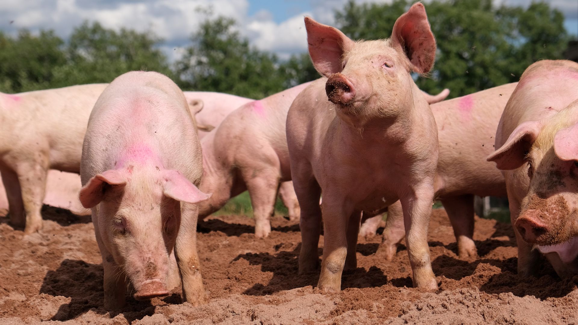 File:Pig farm Vampula 9.jpg