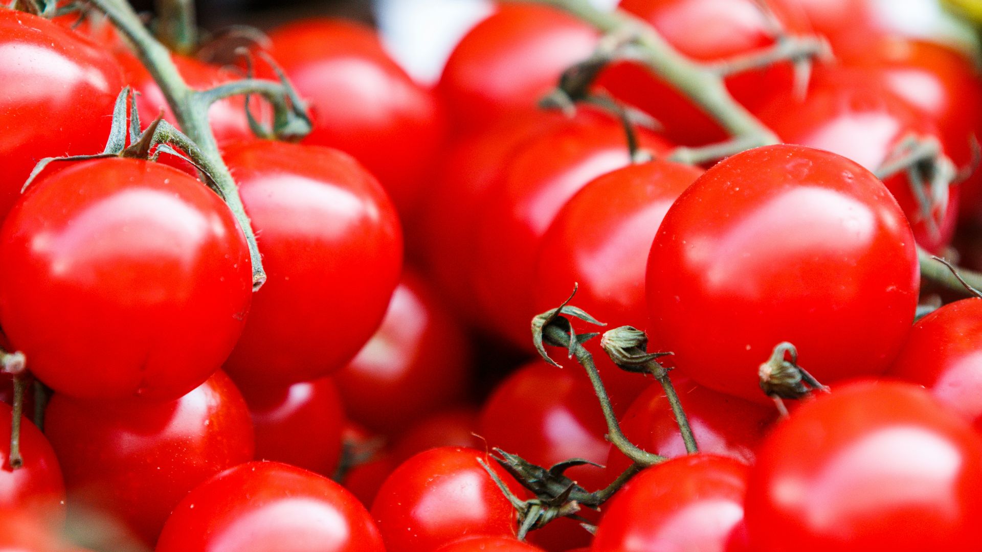 closeup photo of red tomatoes