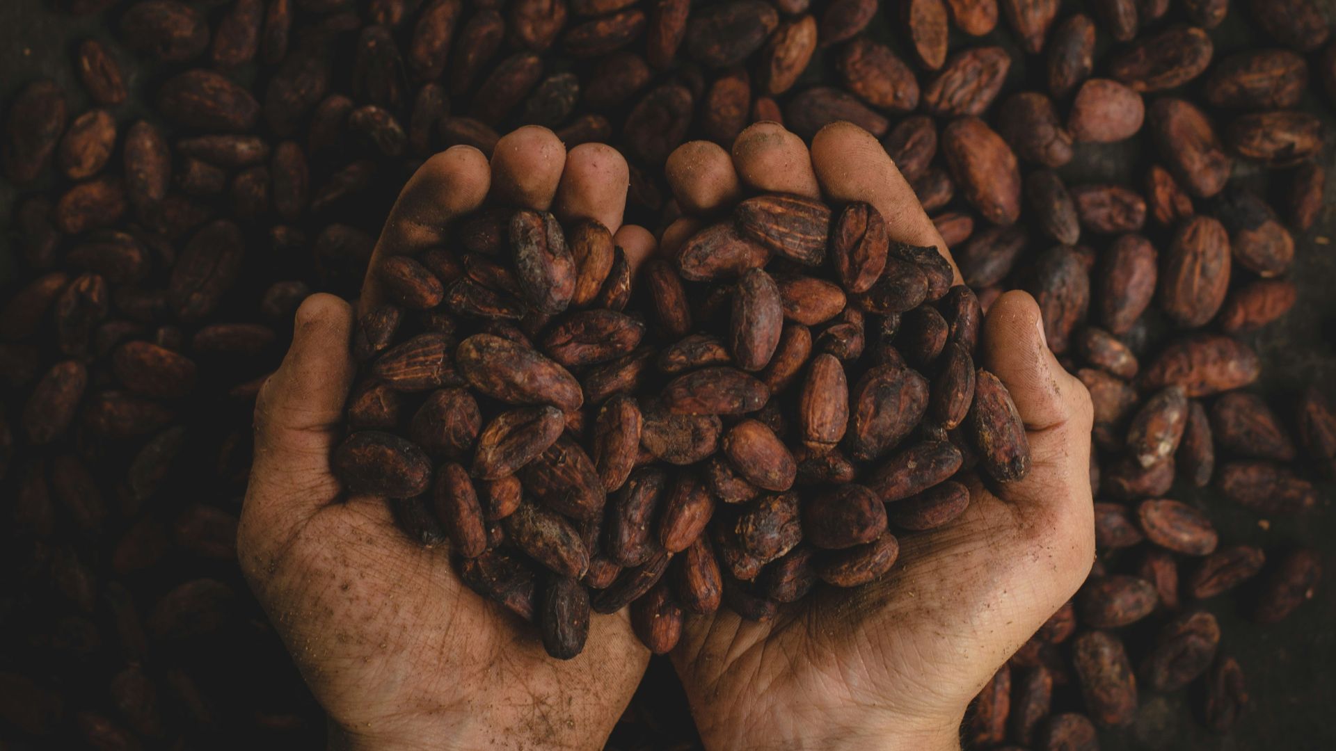 person holding dried beans