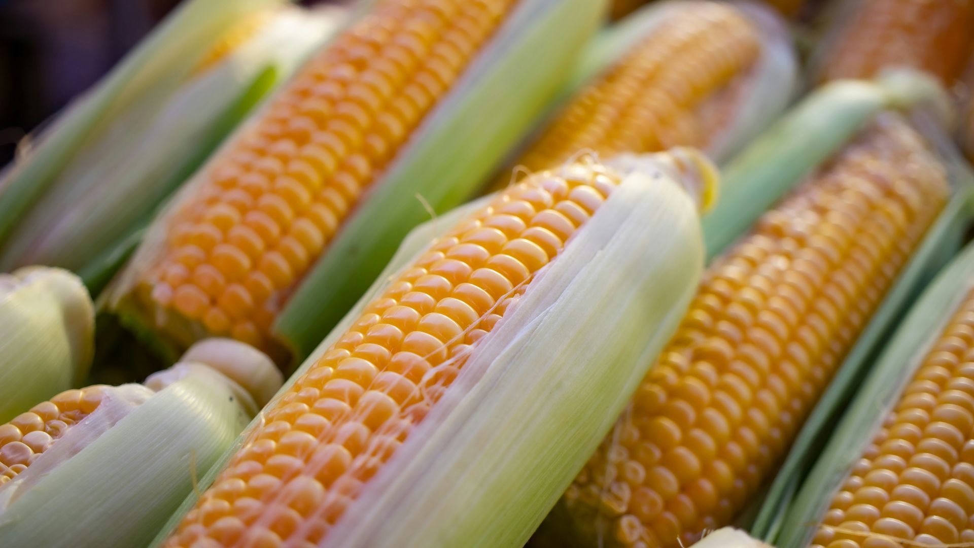 a close up of corn on the cob